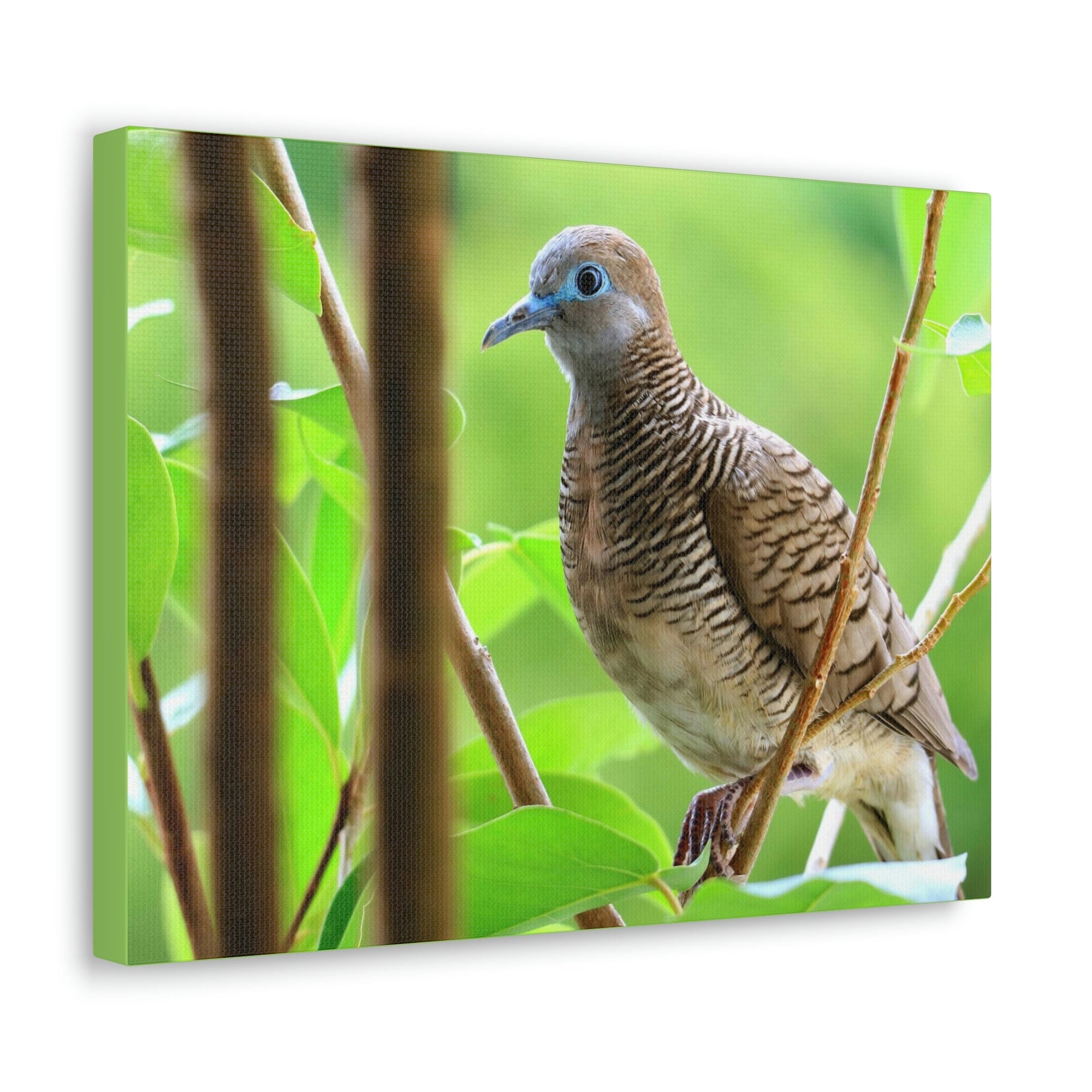 Scripture Walls Majestic Zebra Dove Art Majestic Zebra Dove Print Animal Wall Art Wildlife Canvas Prints Wall Art Ready to Hang Unframed-Express Your Love Gifts