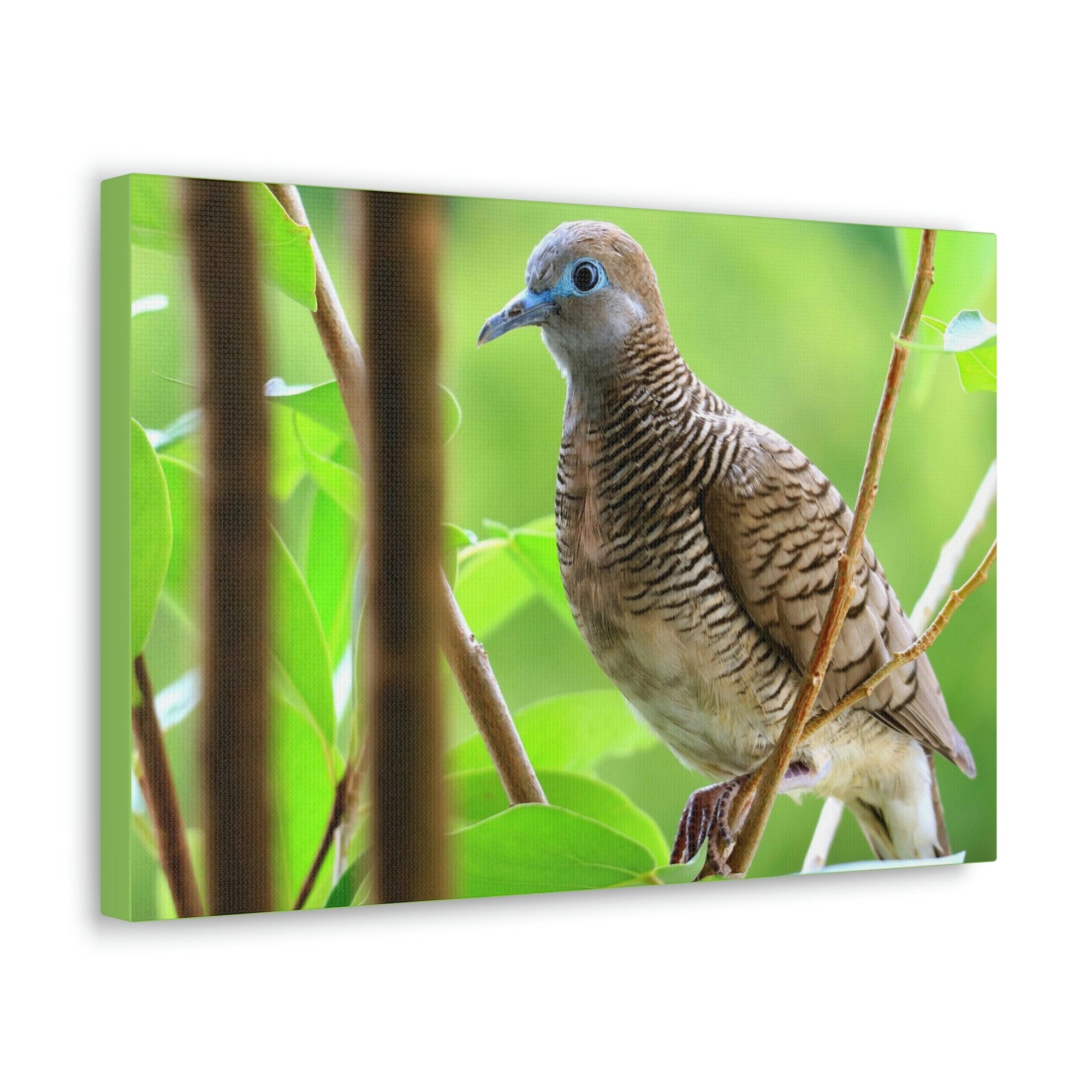 Scripture Walls Majestic Zebra Dove Art Majestic Zebra Dove Print Animal Wall Art Wildlife Canvas Prints Wall Art Ready to Hang Unframed-Express Your Love Gifts