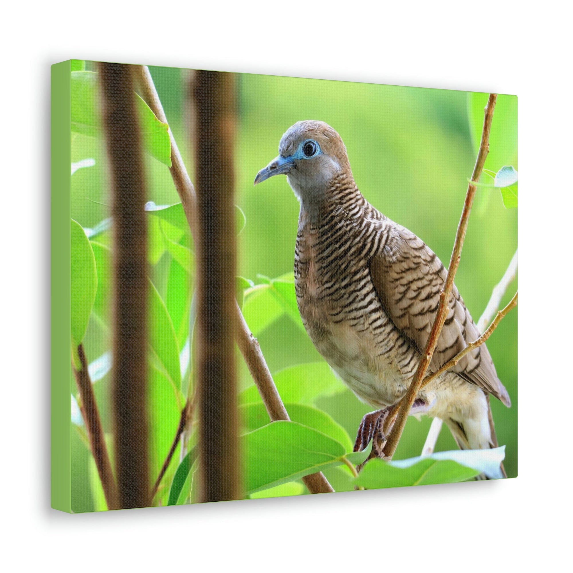 Scripture Walls Majestic Zebra Dove Art Majestic Zebra Dove Print Animal Wall Art Wildlife Canvas Prints Wall Art Ready to Hang Unframed-Express Your Love Gifts