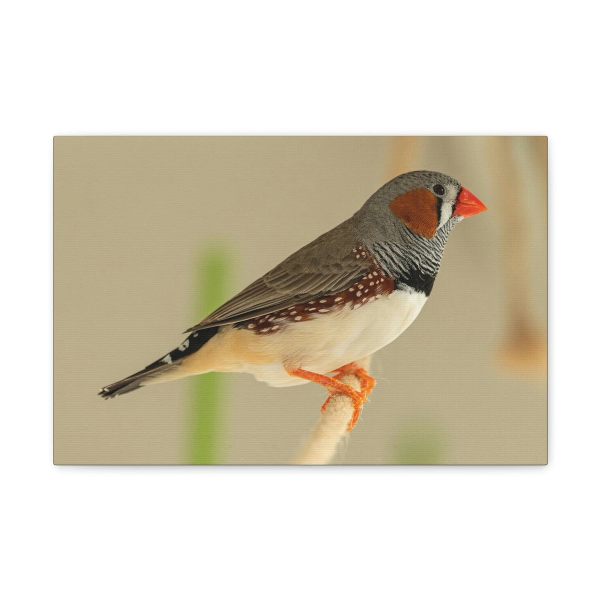 Scripture Walls Majestic Zebra Finch Art Majestic Zebra Finch Print Animal Wall Art Wildlife Canvas Prints Wall Art Ready to Hang Unframed-Express Your Love Gifts