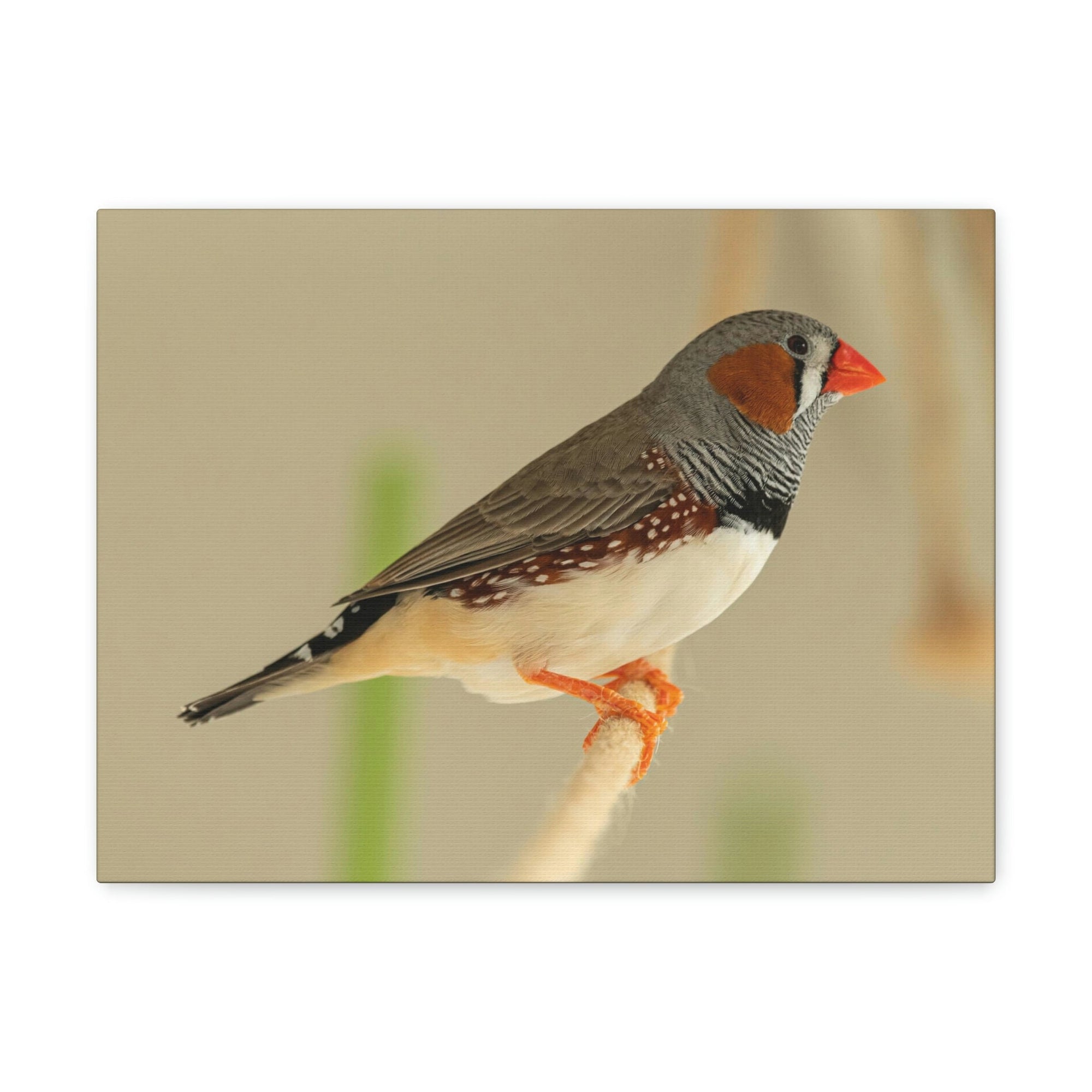 Scripture Walls Majestic Zebra Finch Art Majestic Zebra Finch Print Animal Wall Art Wildlife Canvas Prints Wall Art Ready to Hang Unframed-Express Your Love Gifts