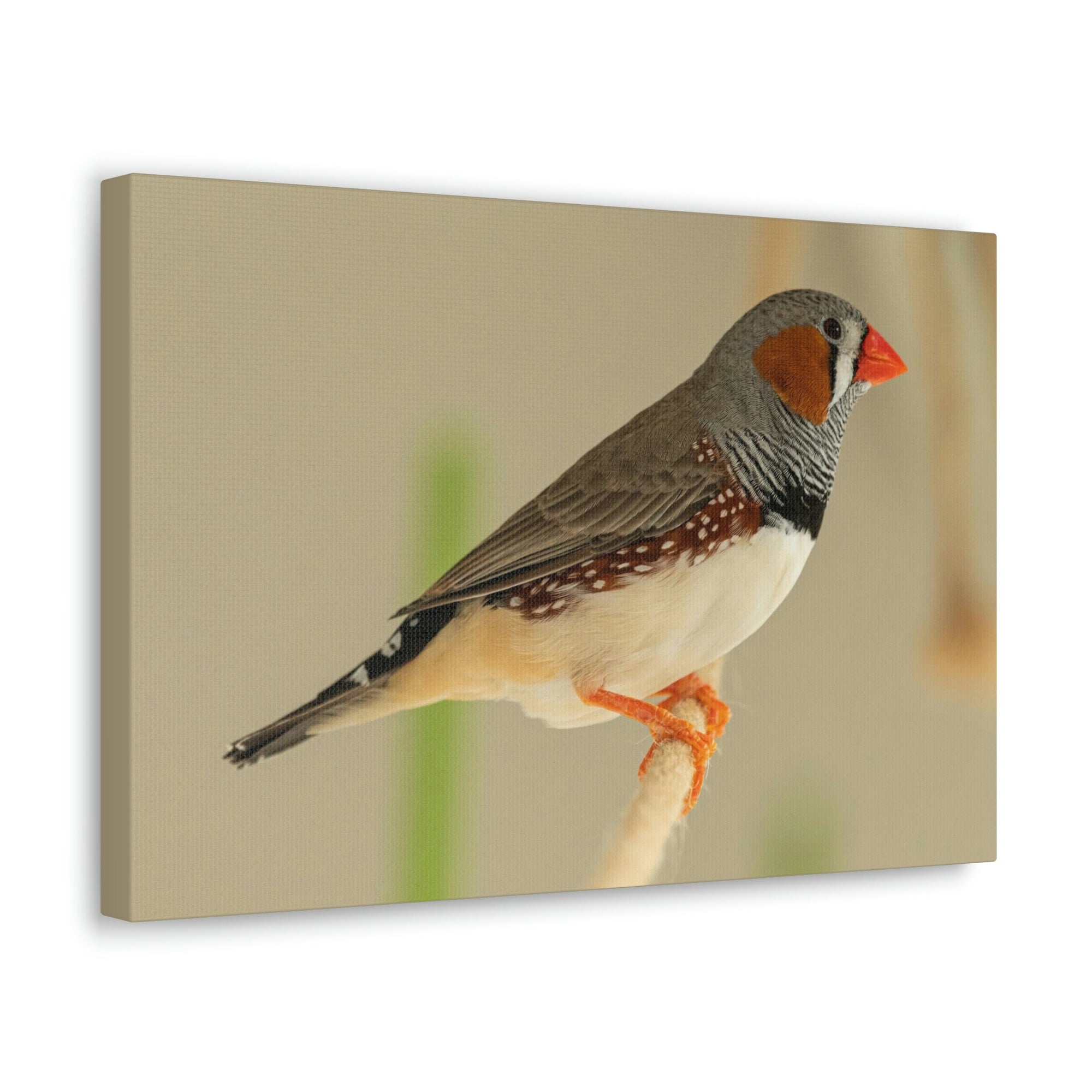 Scripture Walls Majestic Zebra Finch Art Majestic Zebra Finch Print Animal Wall Art Wildlife Canvas Prints Wall Art Ready to Hang Unframed-Express Your Love Gifts