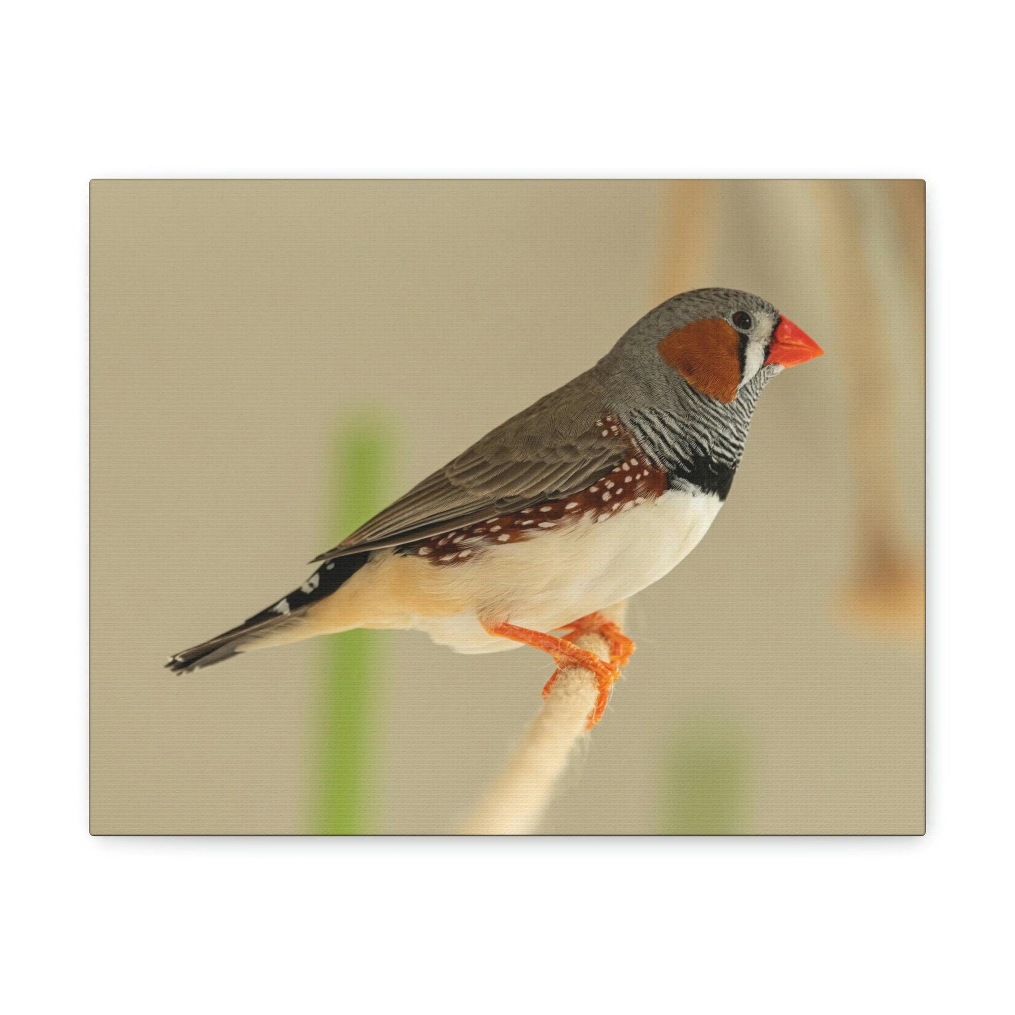 Scripture Walls Majestic Zebra Finch Art Majestic Zebra Finch Print Animal Wall Art Wildlife Canvas Prints Wall Art Ready to Hang Unframed-Express Your Love Gifts