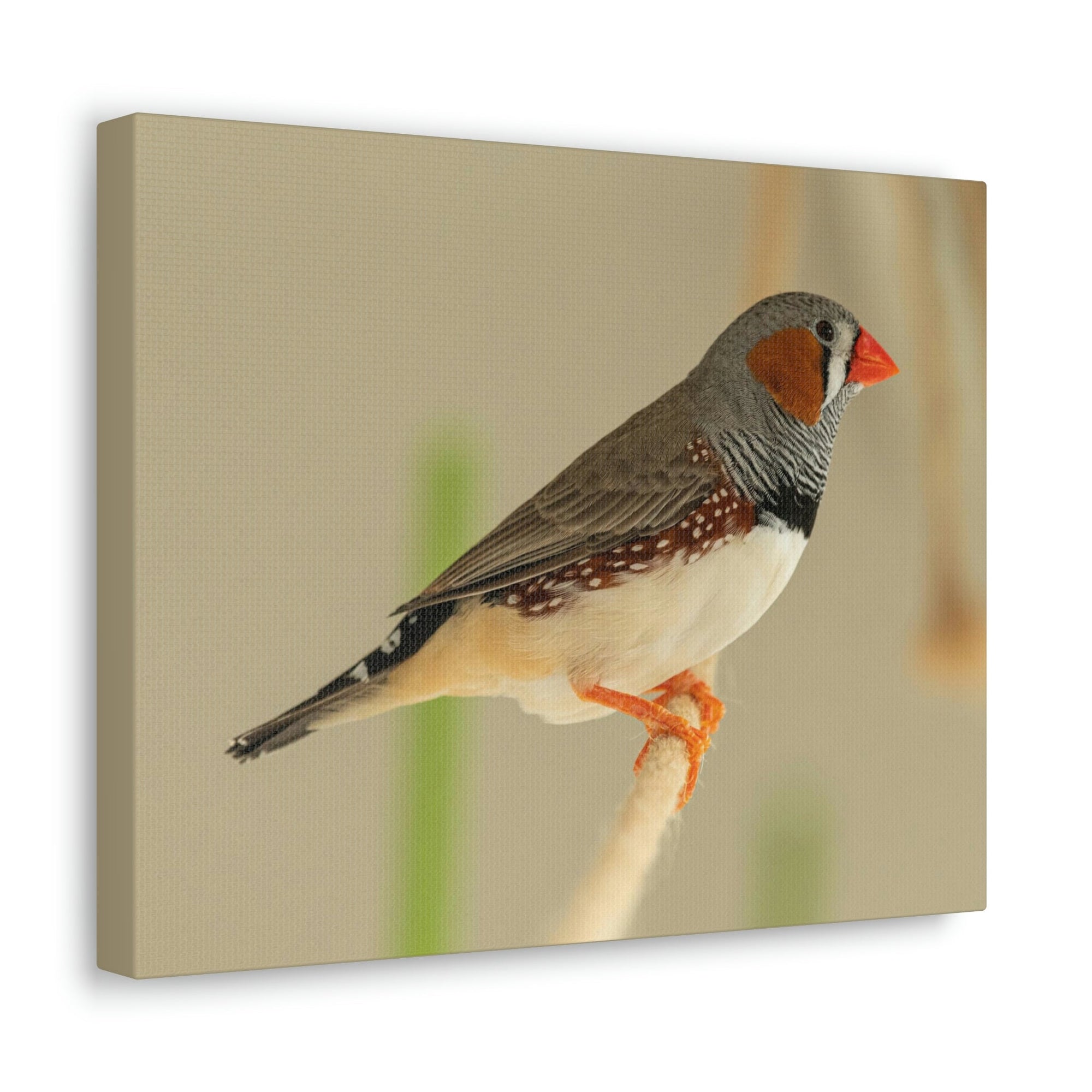 Scripture Walls Majestic Zebra Finch Art Majestic Zebra Finch Print Animal Wall Art Wildlife Canvas Prints Wall Art Ready to Hang Unframed-Express Your Love Gifts