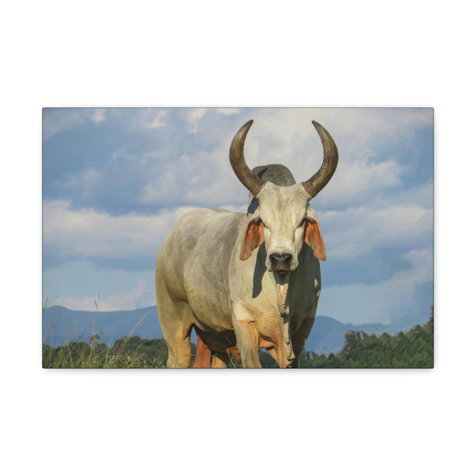 Scripture Walls Majestic Zebu Art Majestic Zebu Print Animal Wall Art Wildlife Canvas Prints Wall Art Ready to Hang Unframed-Express Your Love Gifts