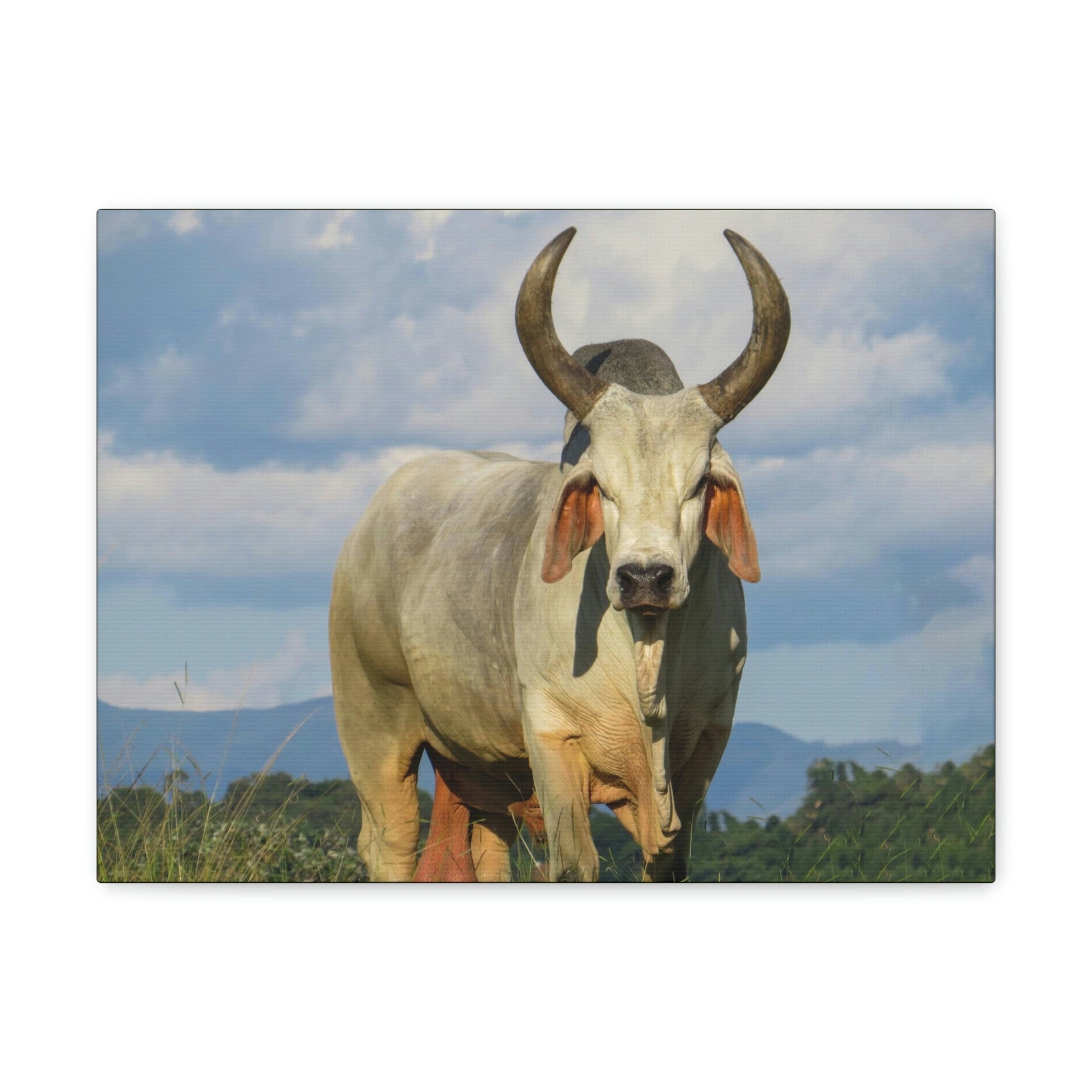 Scripture Walls Majestic Zebu Art Majestic Zebu Print Animal Wall Art Wildlife Canvas Prints Wall Art Ready to Hang Unframed-Express Your Love Gifts