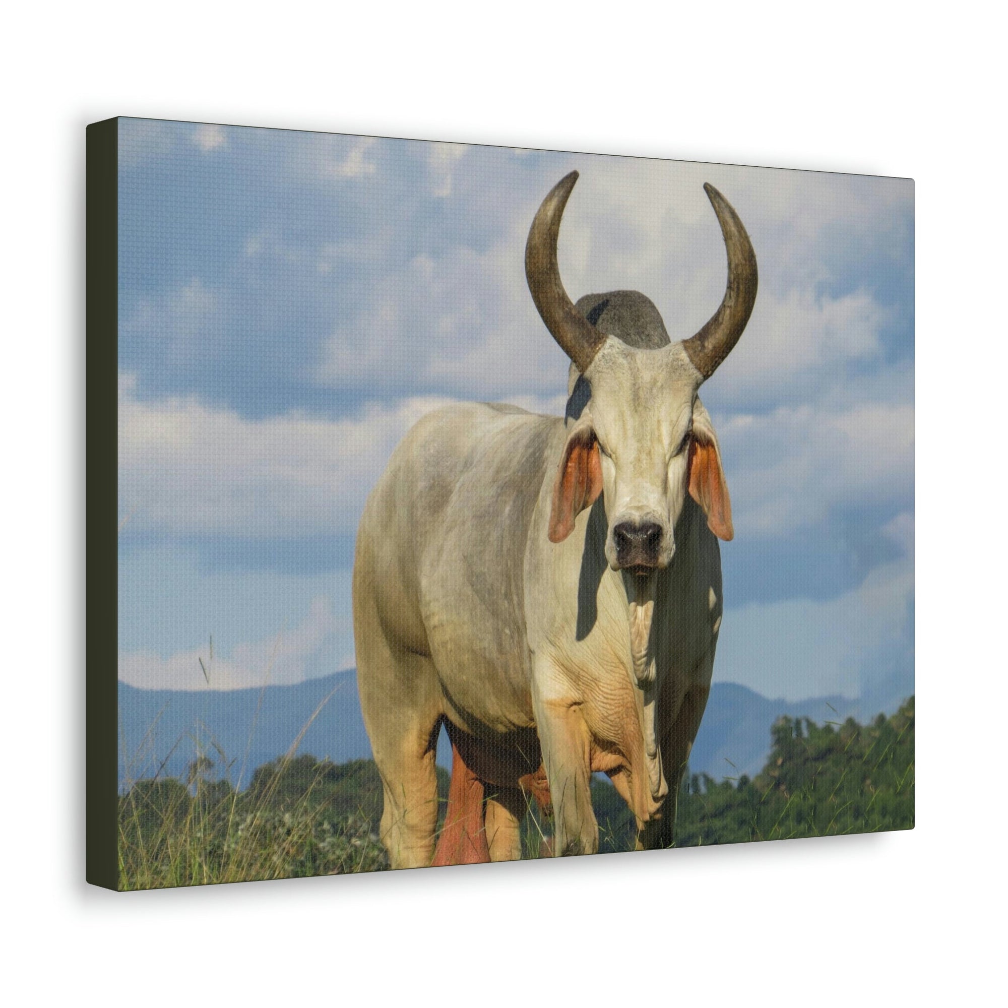 Scripture Walls Majestic Zebu Art Majestic Zebu Print Animal Wall Art Wildlife Canvas Prints Wall Art Ready to Hang Unframed-Express Your Love Gifts