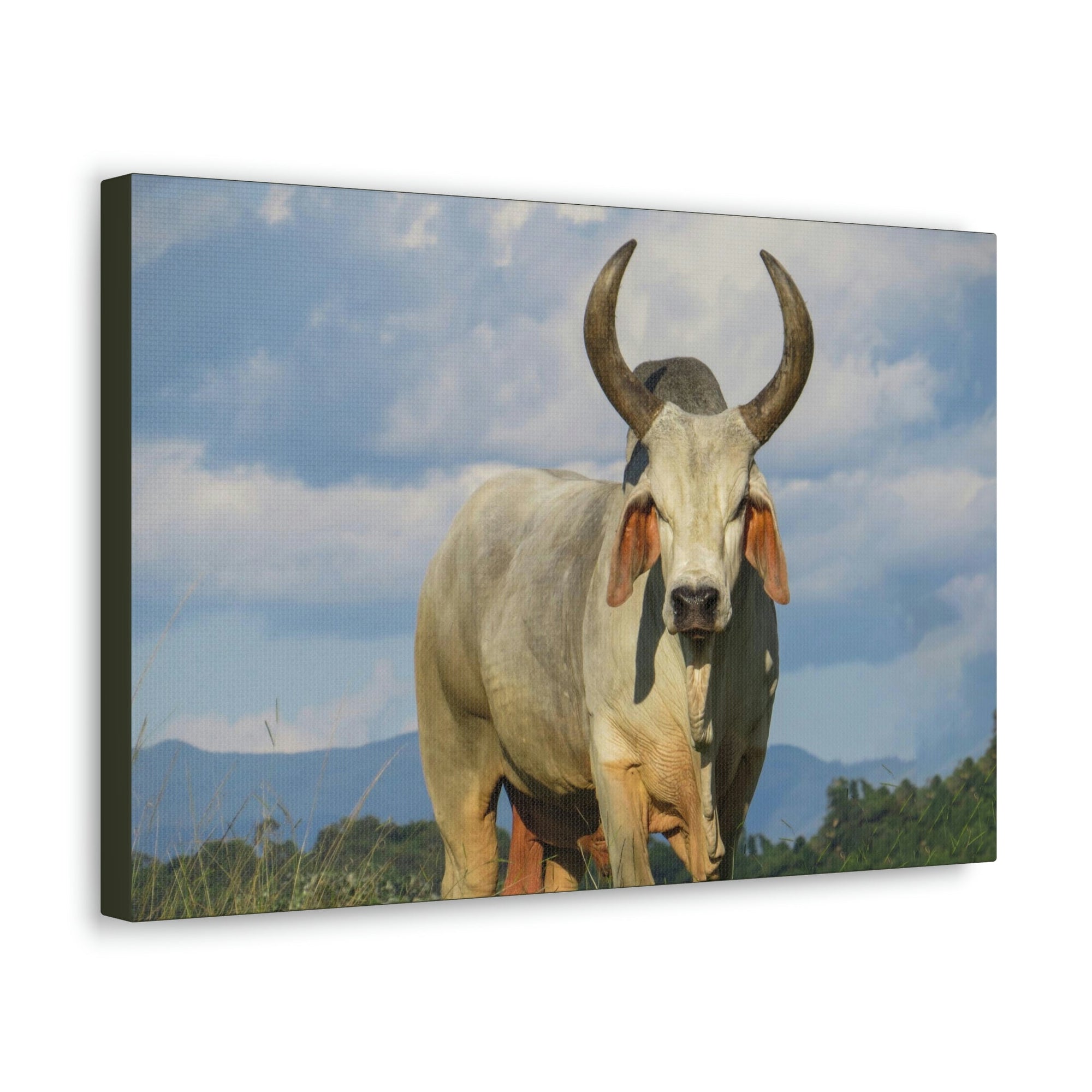 Scripture Walls Majestic Zebu Art Majestic Zebu Print Animal Wall Art Wildlife Canvas Prints Wall Art Ready to Hang Unframed-Express Your Love Gifts