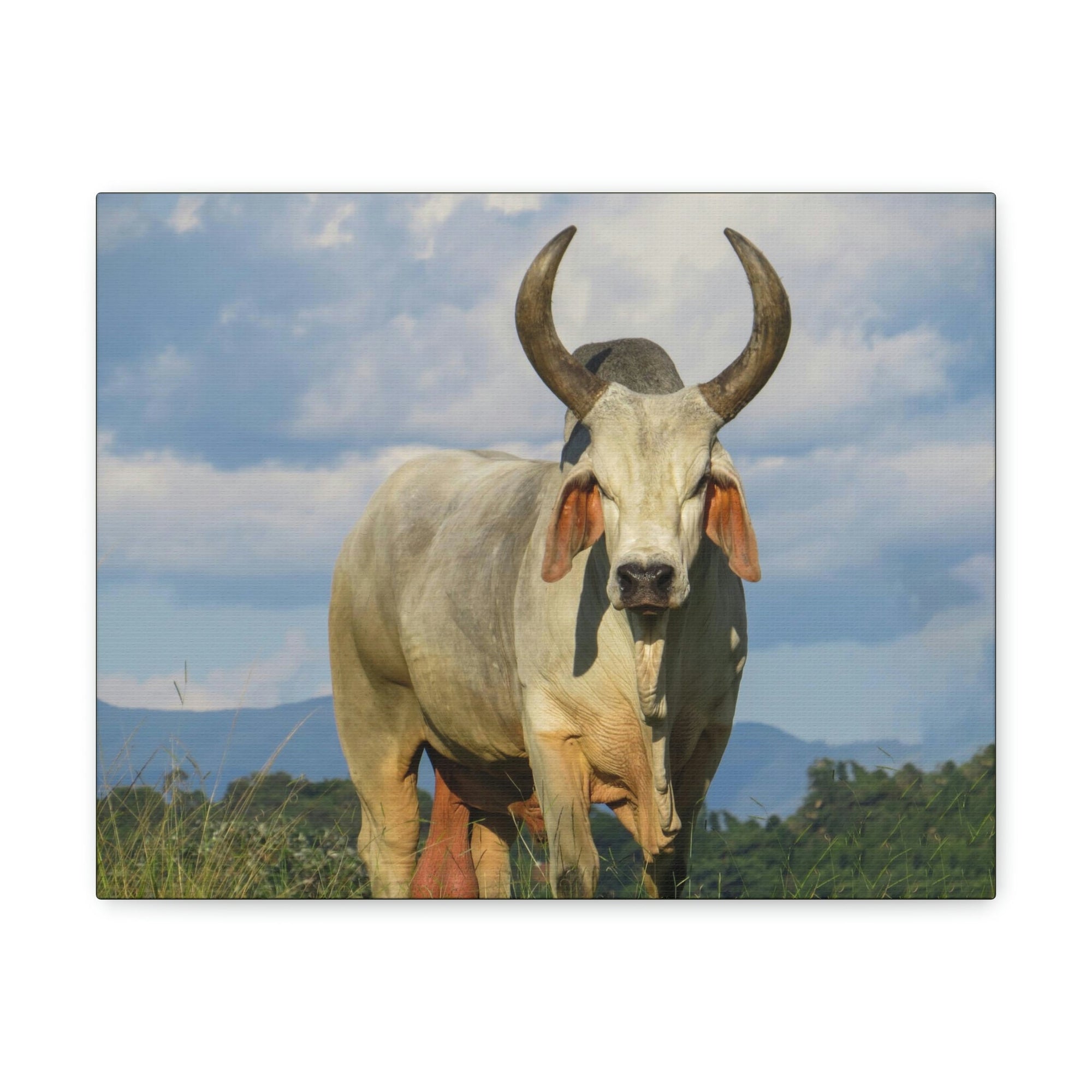 Scripture Walls Majestic Zebu Art Majestic Zebu Print Animal Wall Art Wildlife Canvas Prints Wall Art Ready to Hang Unframed-Express Your Love Gifts