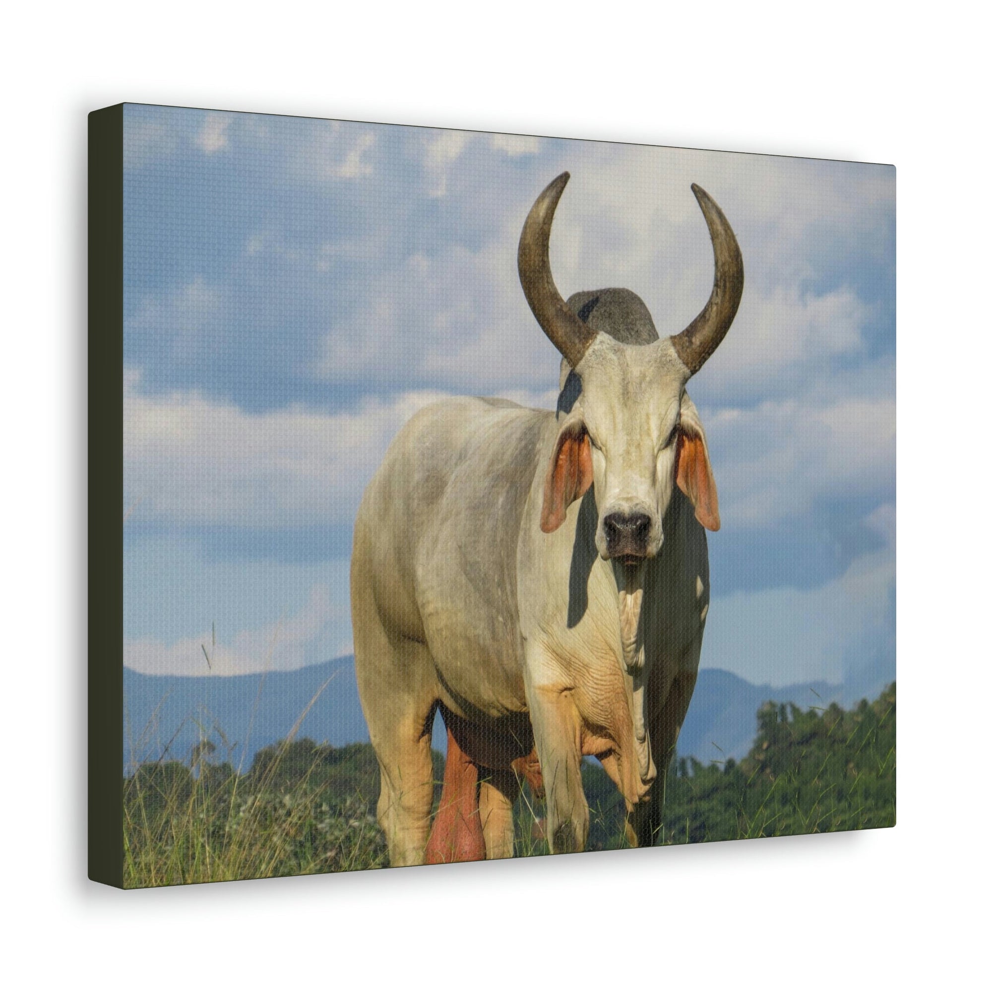 Scripture Walls Majestic Zebu Art Majestic Zebu Print Animal Wall Art Wildlife Canvas Prints Wall Art Ready to Hang Unframed-Express Your Love Gifts