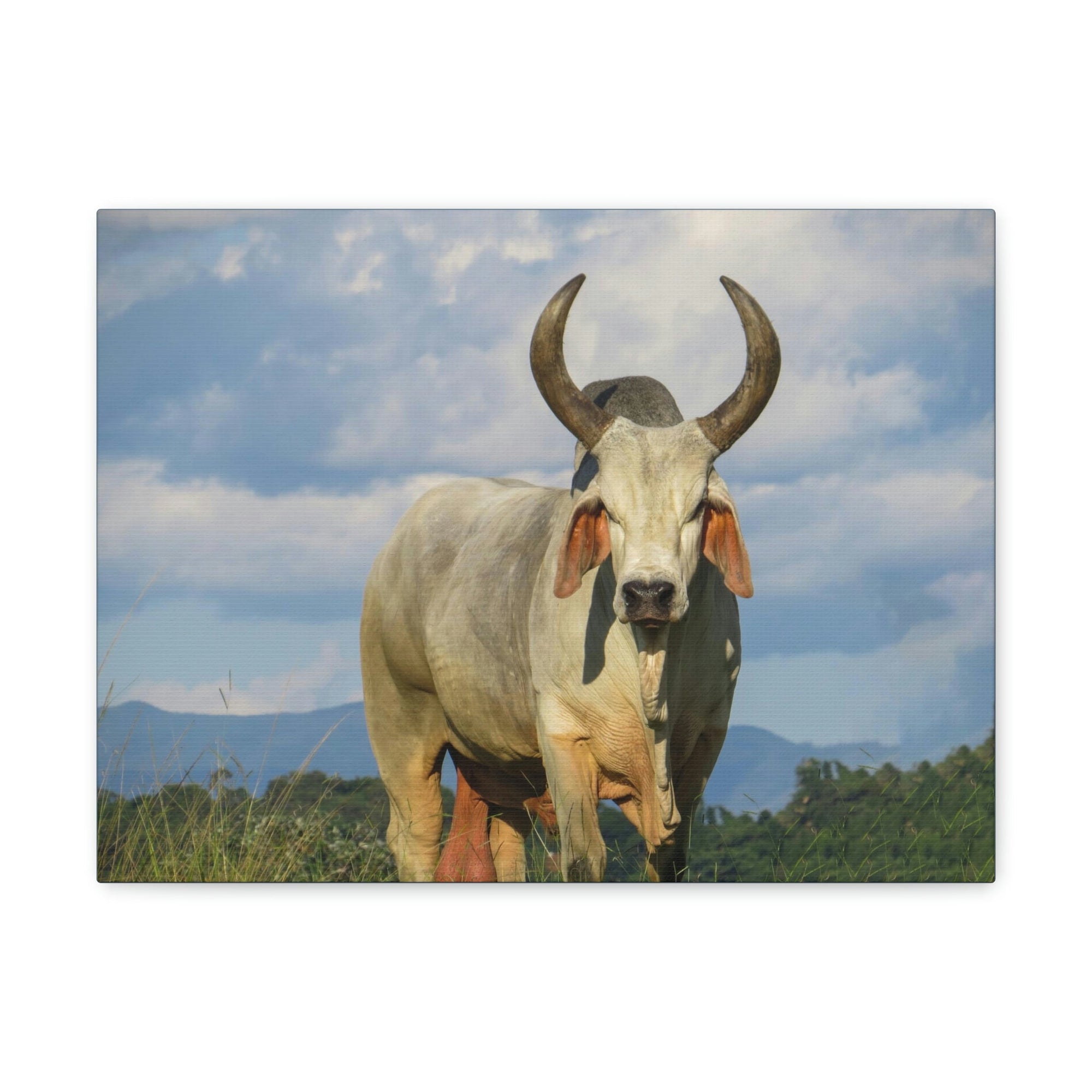 Scripture Walls Majestic Zebu Print Zebu Animal Wall Art Wildlife Canvas Prints Wall Art Ready to Hang Unframed-Express Your Love Gifts