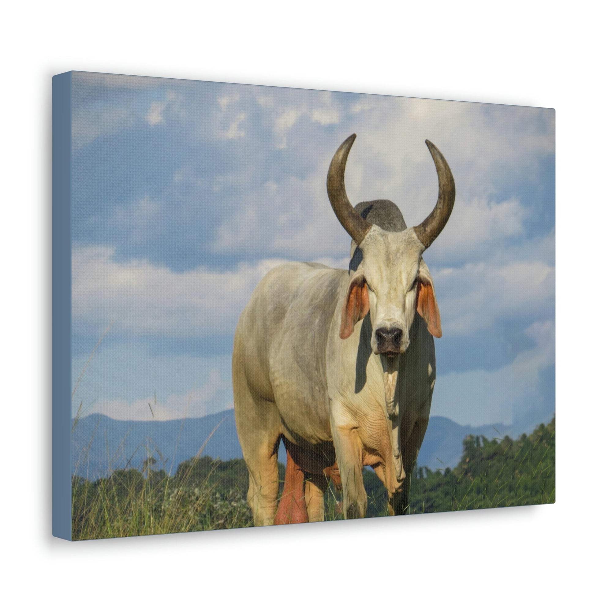 Scripture Walls Majestic Zebu Print Zebu Animal Wall Art Wildlife Canvas Prints Wall Art Ready to Hang Unframed-Express Your Love Gifts