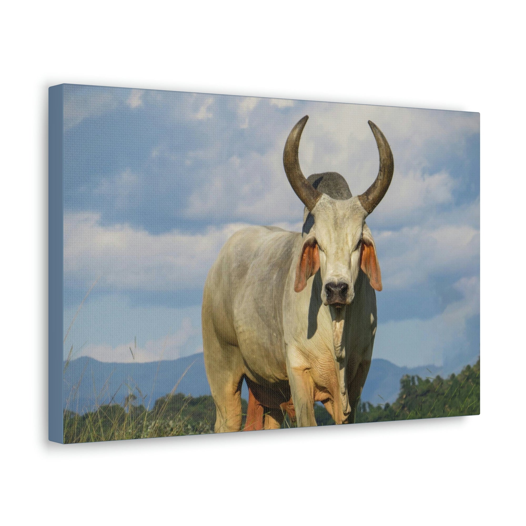 Scripture Walls Majestic Zebu Print Zebu Animal Wall Art Wildlife Canvas Prints Wall Art Ready to Hang Unframed-Express Your Love Gifts