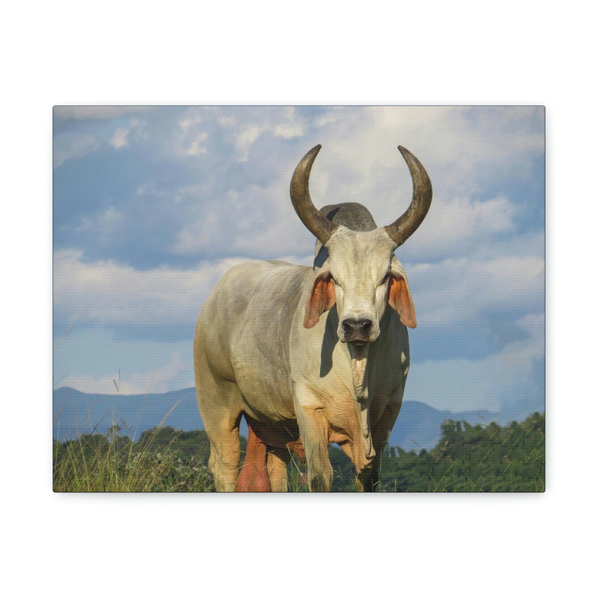 Scripture Walls Majestic Zebu Print Zebu Animal Wall Art Wildlife Canvas Prints Wall Art Ready to Hang Unframed-Express Your Love Gifts