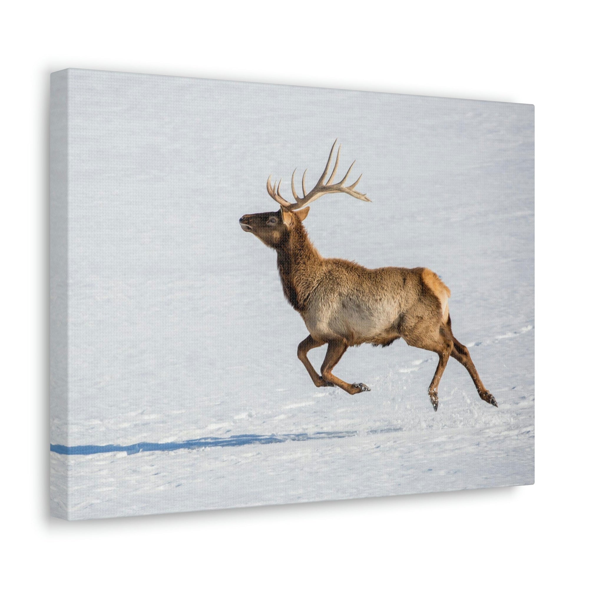 Scripture Walls Mountain Raindeer on a Hunt on the Snow Print Animal Wall Art Wildlife Canvas Prints Wall Art Ready to Hang Unframed-Express Your Love Gifts