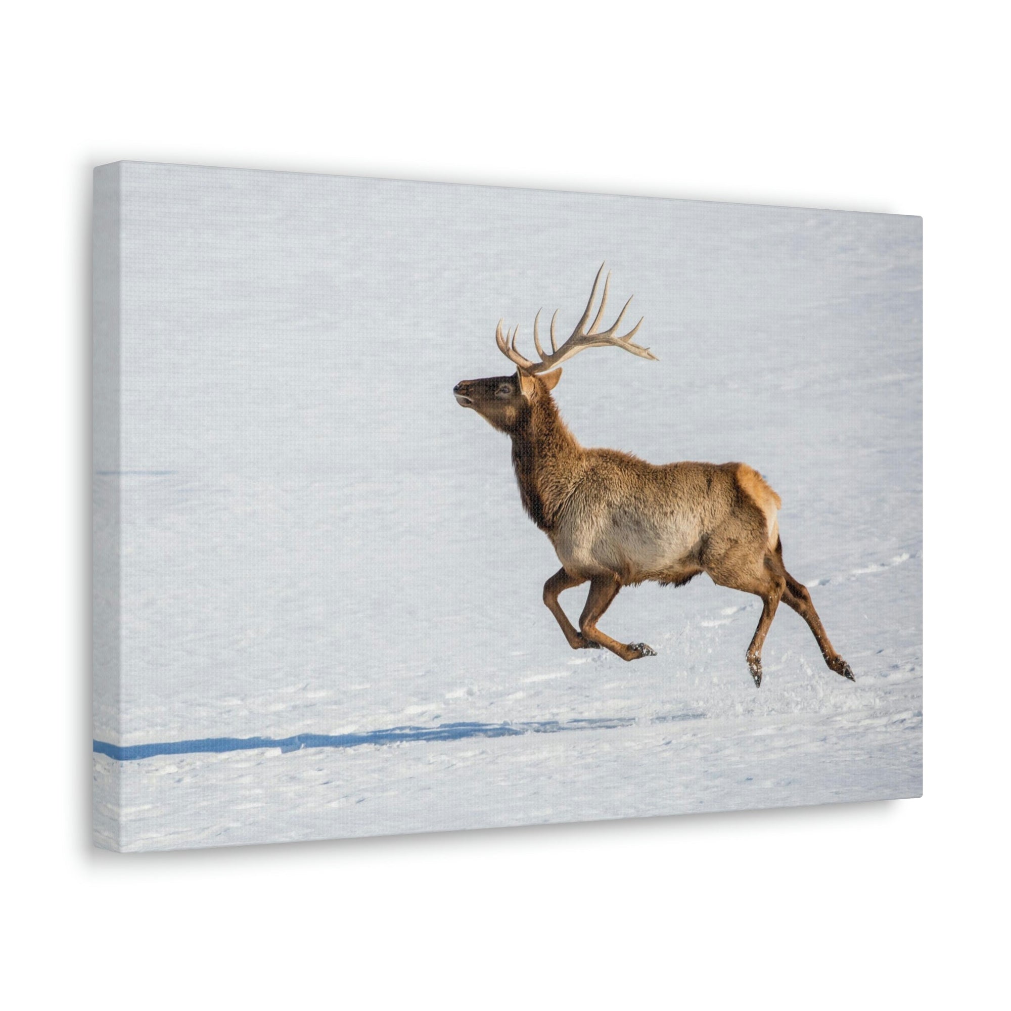 Scripture Walls Mountain Raindeer on a Hunt on the Snow Print Animal Wall Art Wildlife Canvas Prints Wall Art Ready to Hang Unframed-Express Your Love Gifts