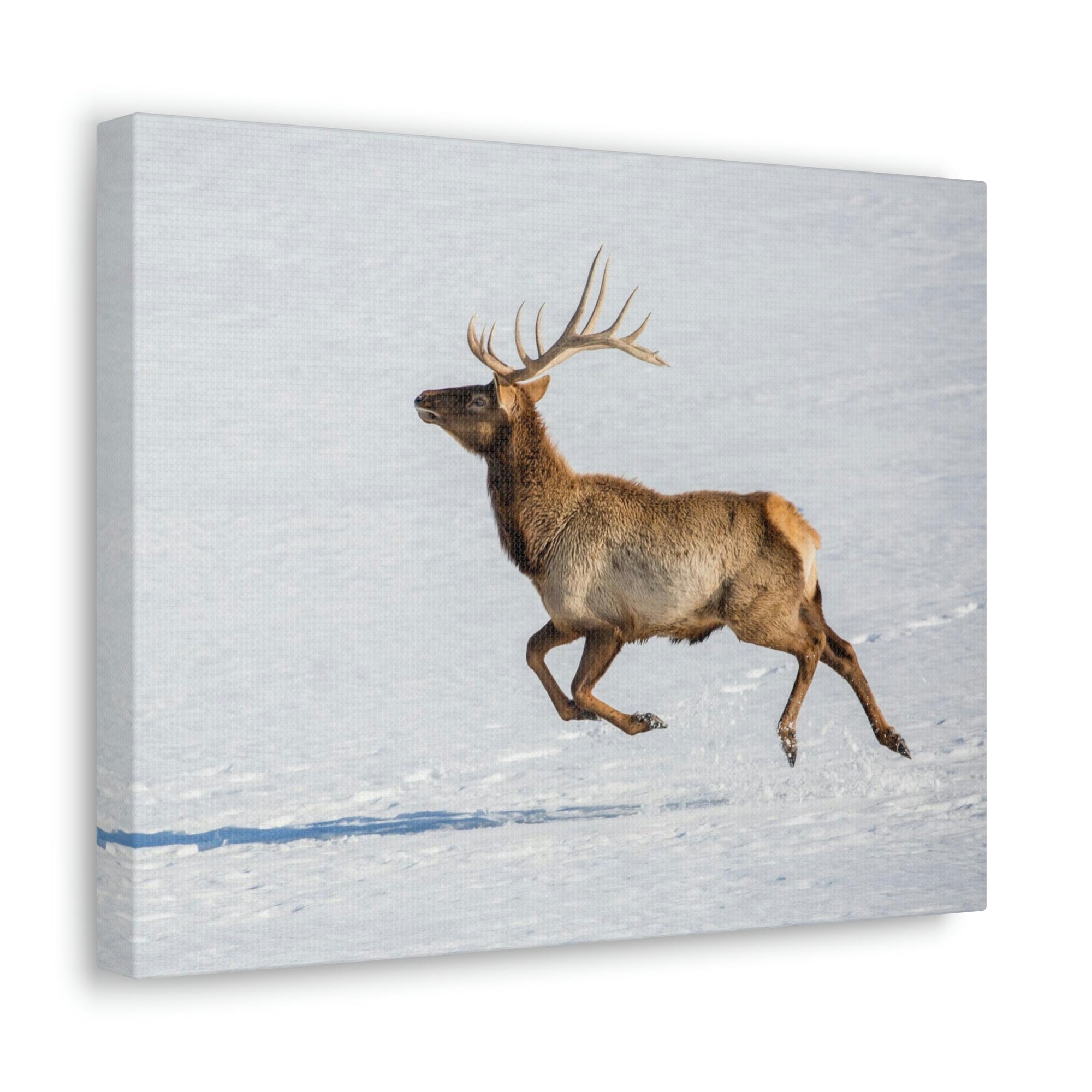 Scripture Walls Mountain Raindeer on a Hunt on the Snow Print Animal Wall Art Wildlife Canvas Prints Wall Art Ready to Hang Unframed-Express Your Love Gifts