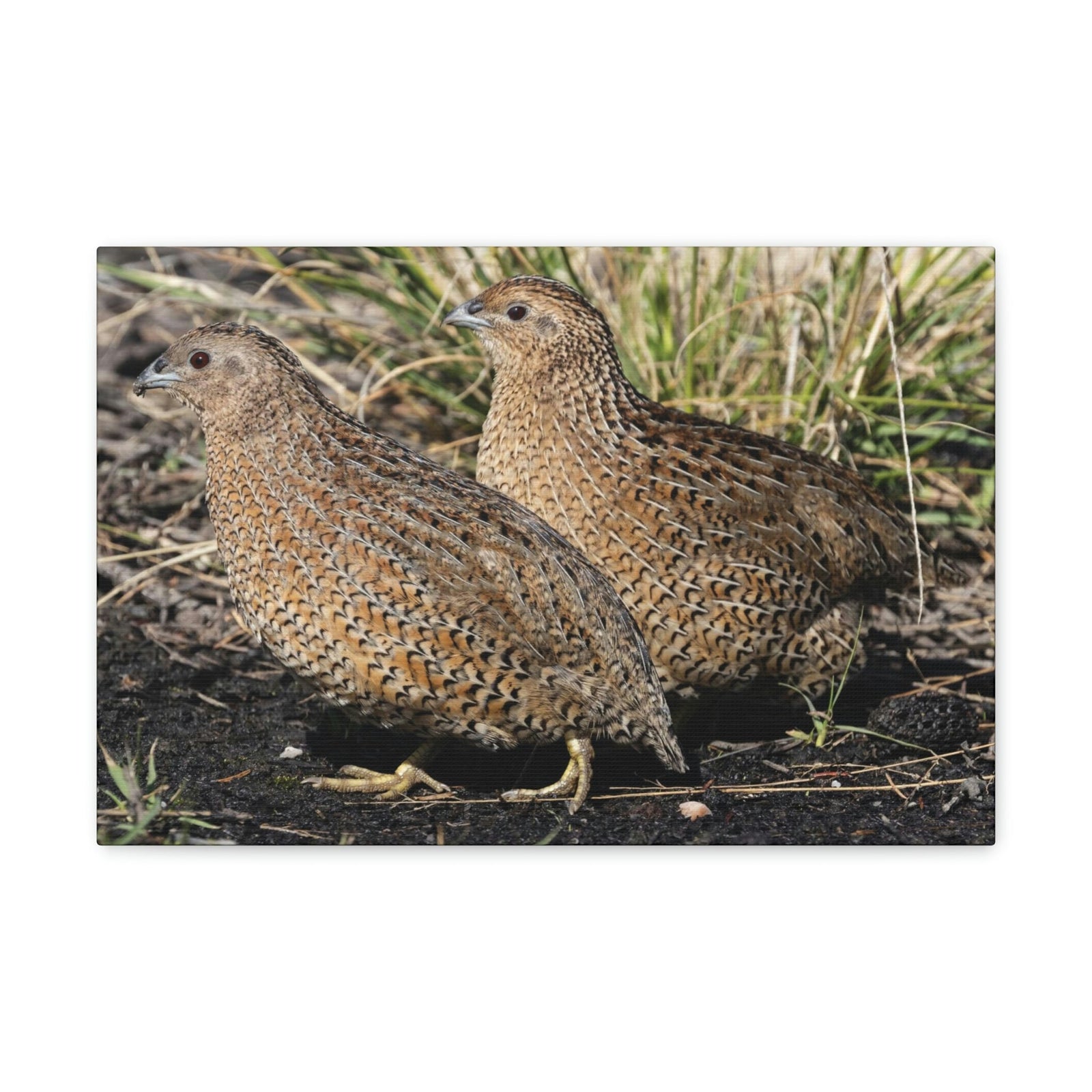 Scripture Walls Quail Couple Quail Couple Print Animal Wall Art Wildlife Canvas Prints Wall Art Ready to Hang Unframed-Express Your Love Gifts