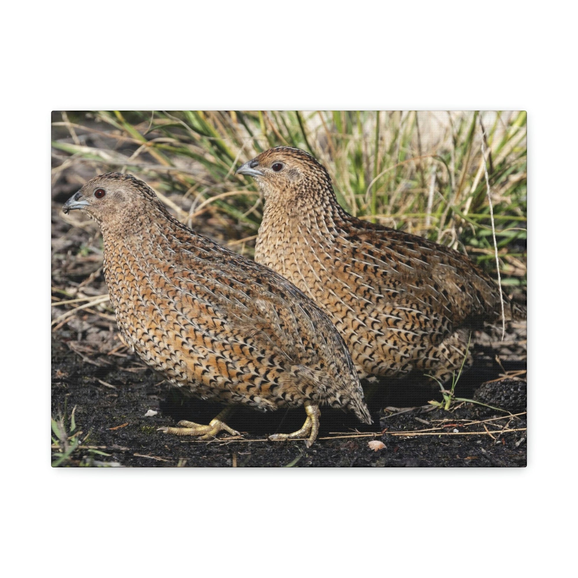 Scripture Walls Quail Couple Quail Couple Print Animal Wall Art Wildlife Canvas Prints Wall Art Ready to Hang Unframed-Express Your Love Gifts