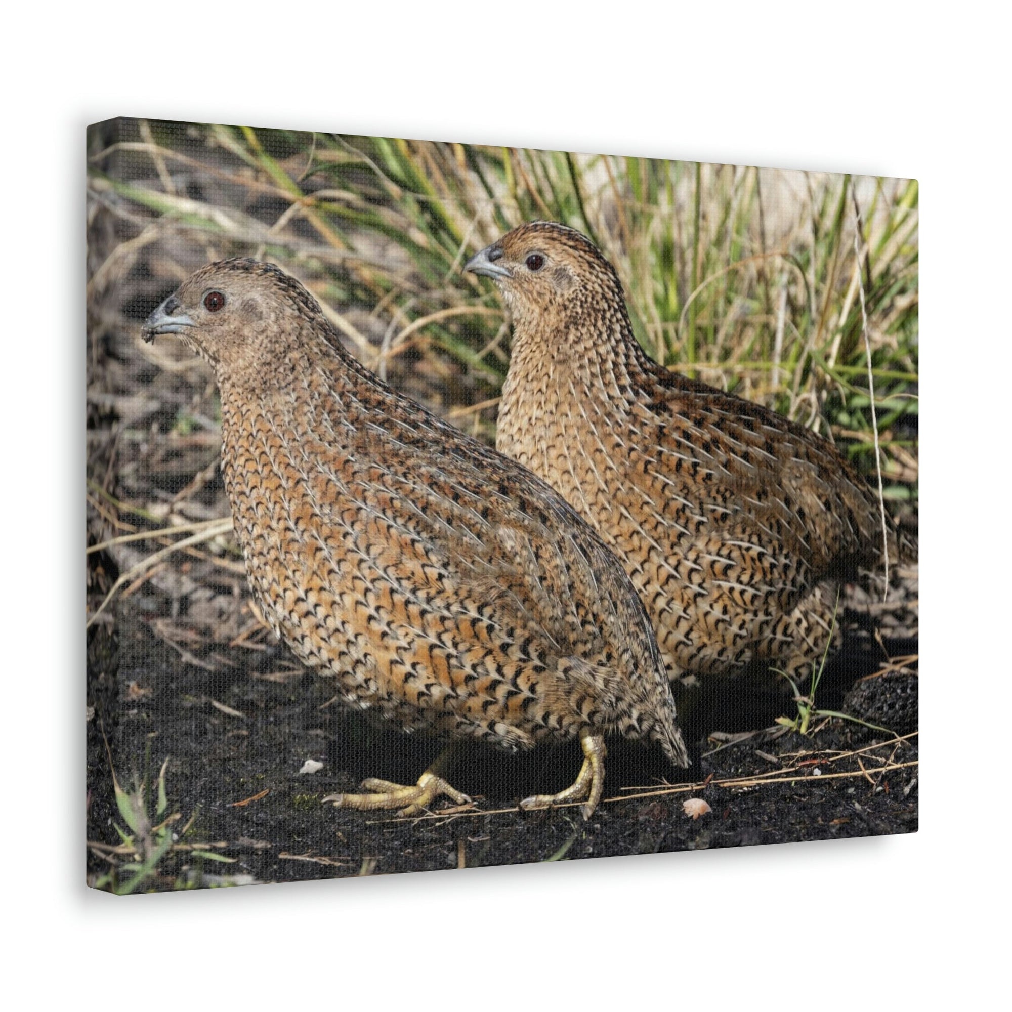 Scripture Walls Quail Couple Quail Couple Print Animal Wall Art Wildlife Canvas Prints Wall Art Ready to Hang Unframed-Express Your Love Gifts