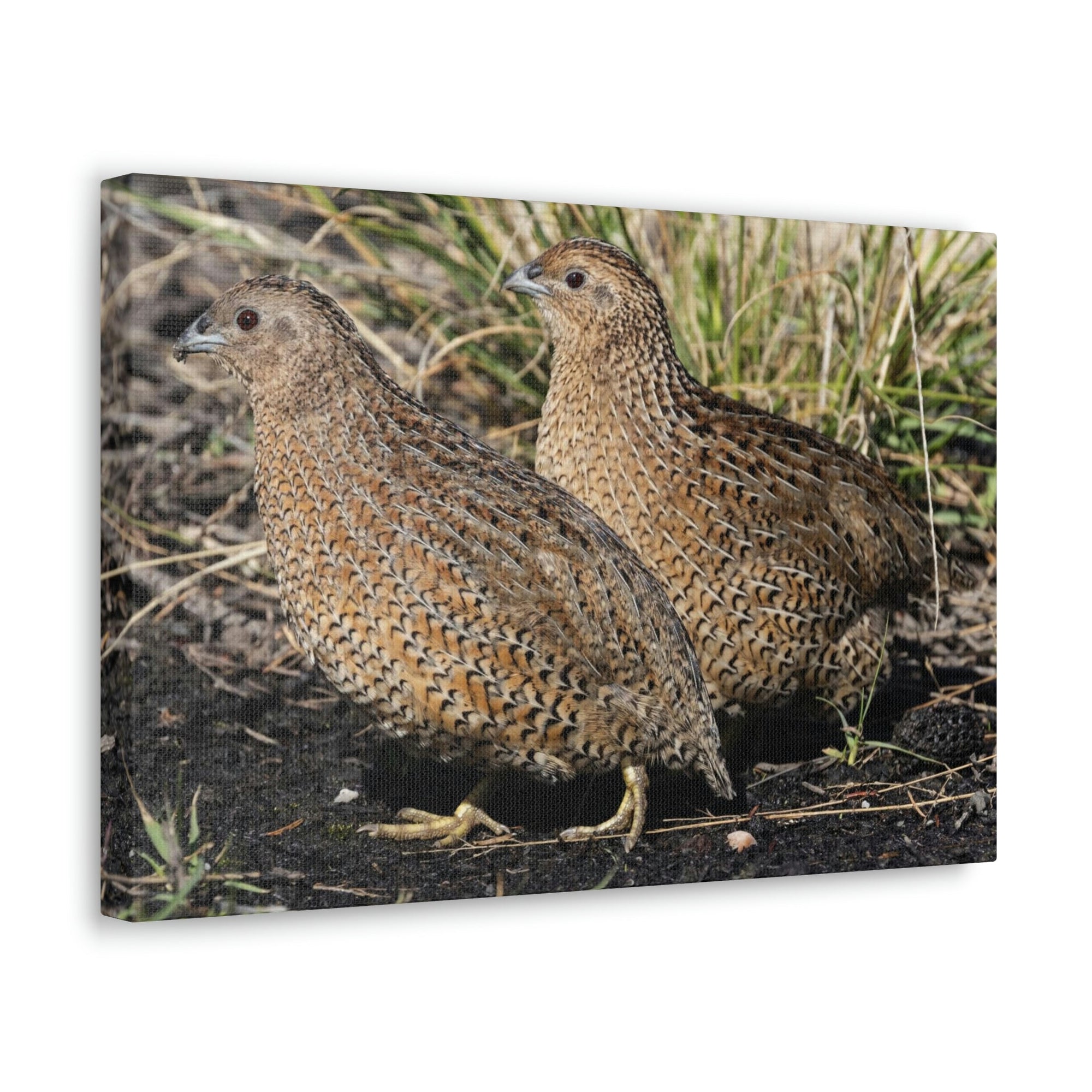 Scripture Walls Quail Couple Quail Couple Print Animal Wall Art Wildlife Canvas Prints Wall Art Ready to Hang Unframed-Express Your Love Gifts