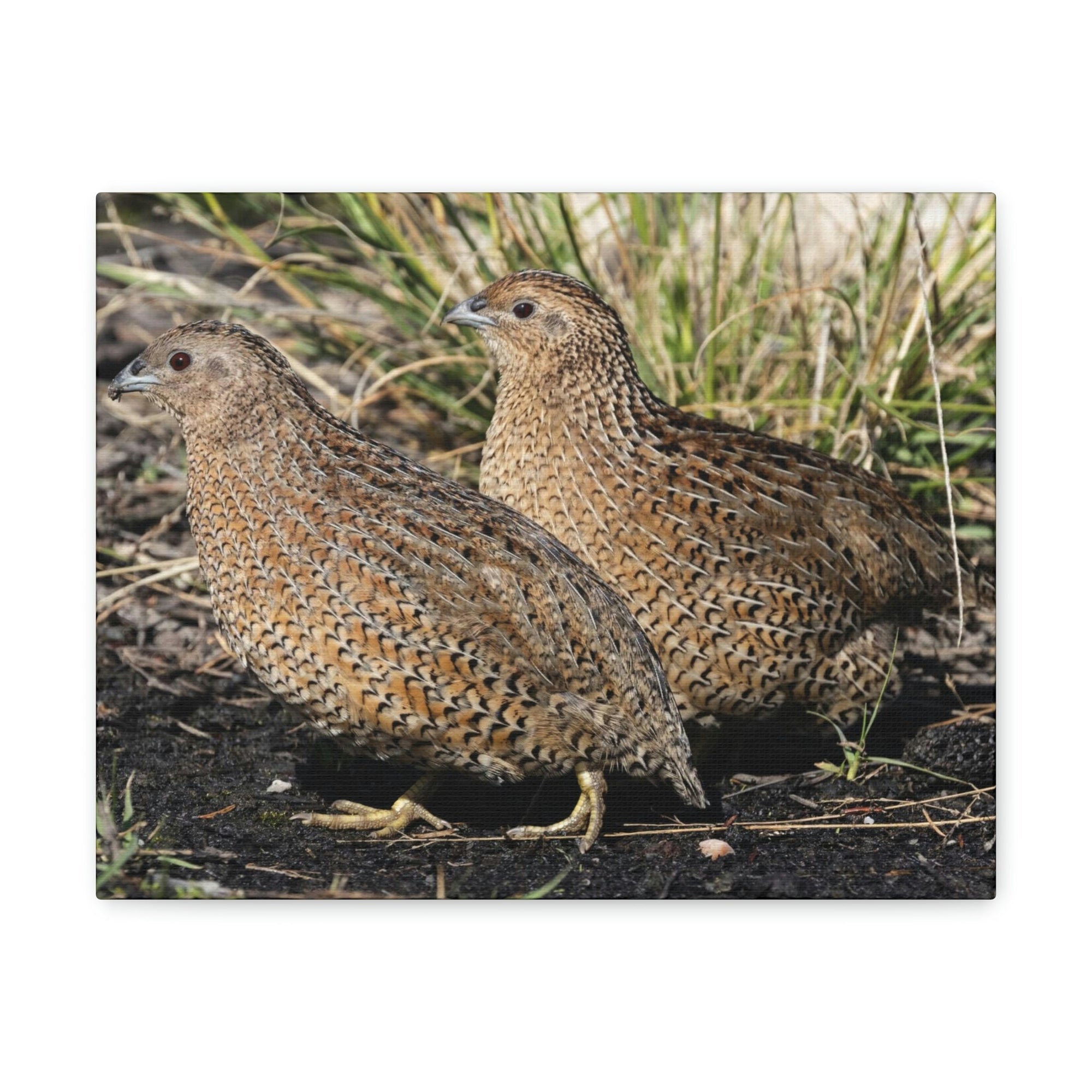 Scripture Walls Quail Couple Quail Couple Print Animal Wall Art Wildlife Canvas Prints Wall Art Ready to Hang Unframed-Express Your Love Gifts