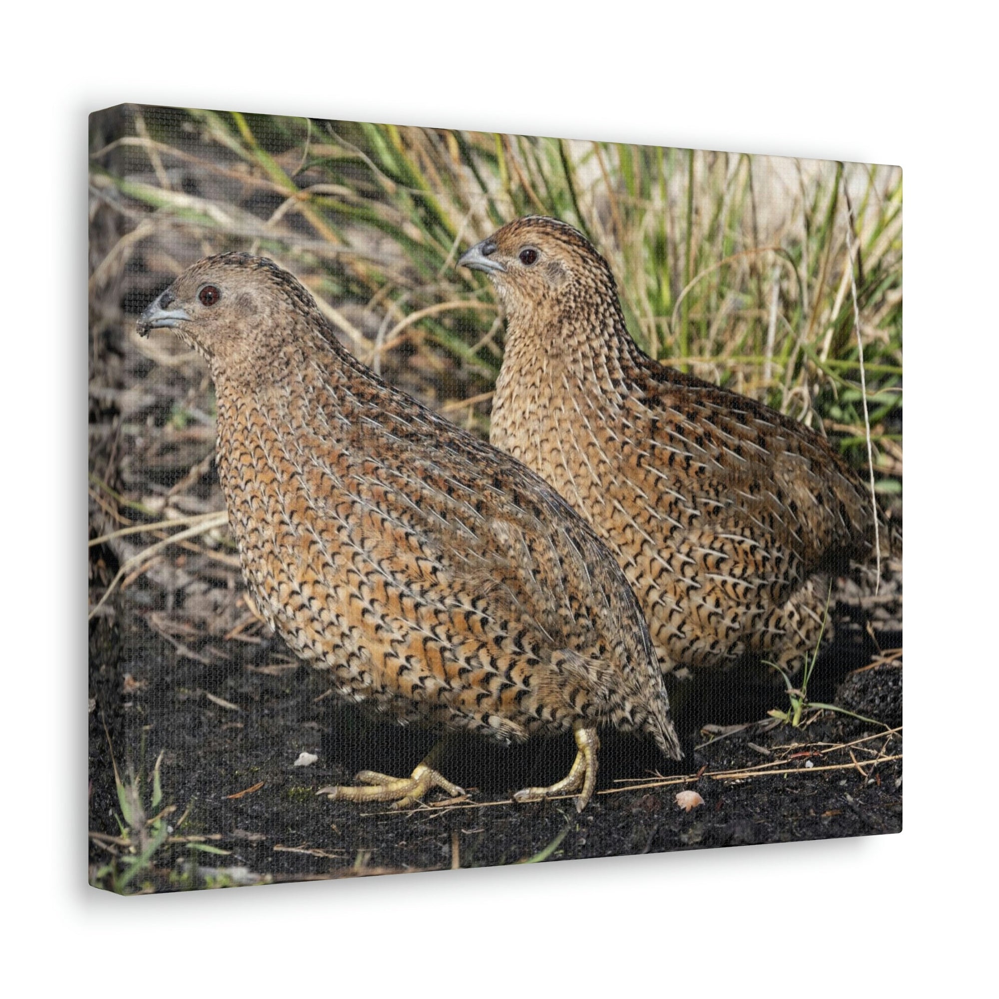 Scripture Walls Quail Couple Quail Couple Print Animal Wall Art Wildlife Canvas Prints Wall Art Ready to Hang Unframed-Express Your Love Gifts