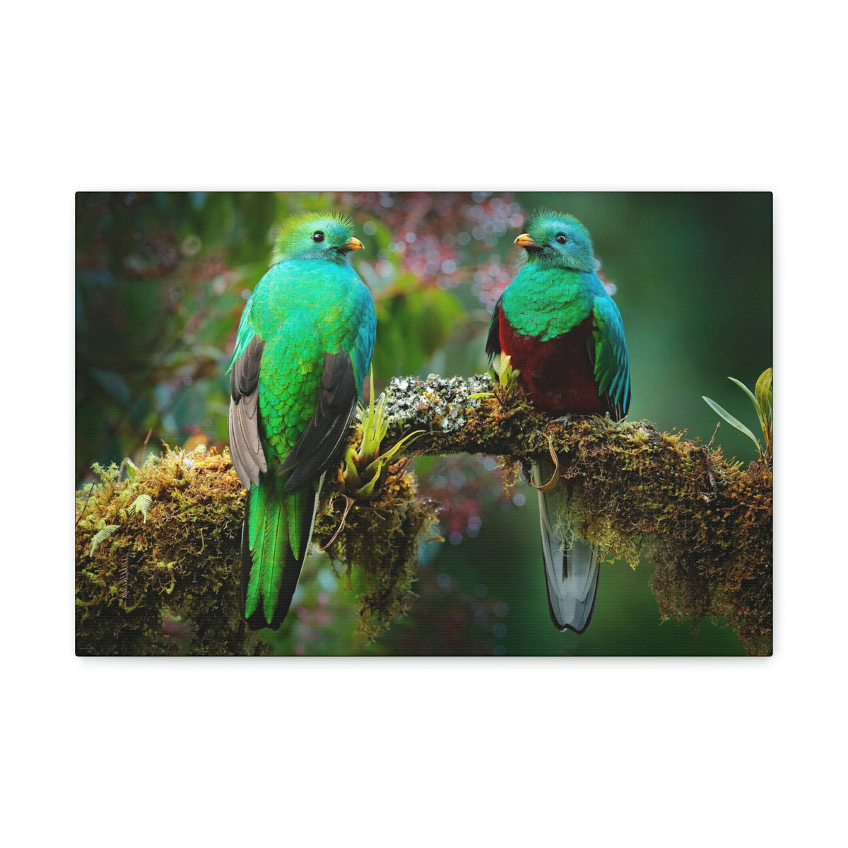 Scripture Walls Quetzal Couple Quetzal Couple Print Animal Wall Art Wildlife Canvas Prints Wall Art Ready to Hang Unframed-Express Your Love Gifts