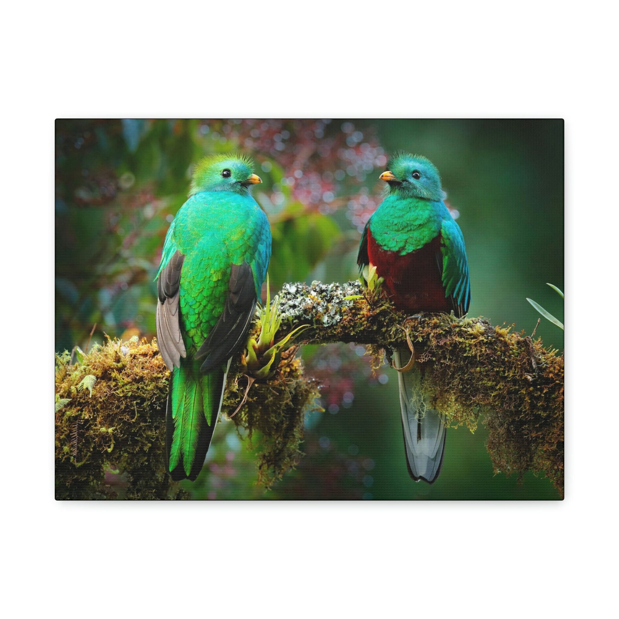 Scripture Walls Quetzal Couple Quetzal Couple Print Animal Wall Art Wildlife Canvas Prints Wall Art Ready to Hang Unframed-Express Your Love Gifts