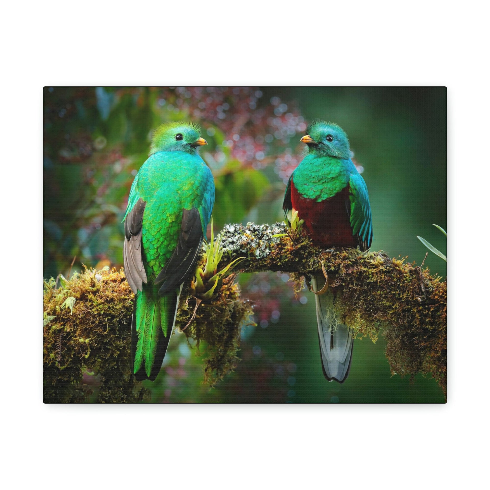 Scripture Walls Quetzal Couple Quetzal Couple Print Animal Wall Art Wildlife Canvas Prints Wall Art Ready to Hang Unframed-Express Your Love Gifts