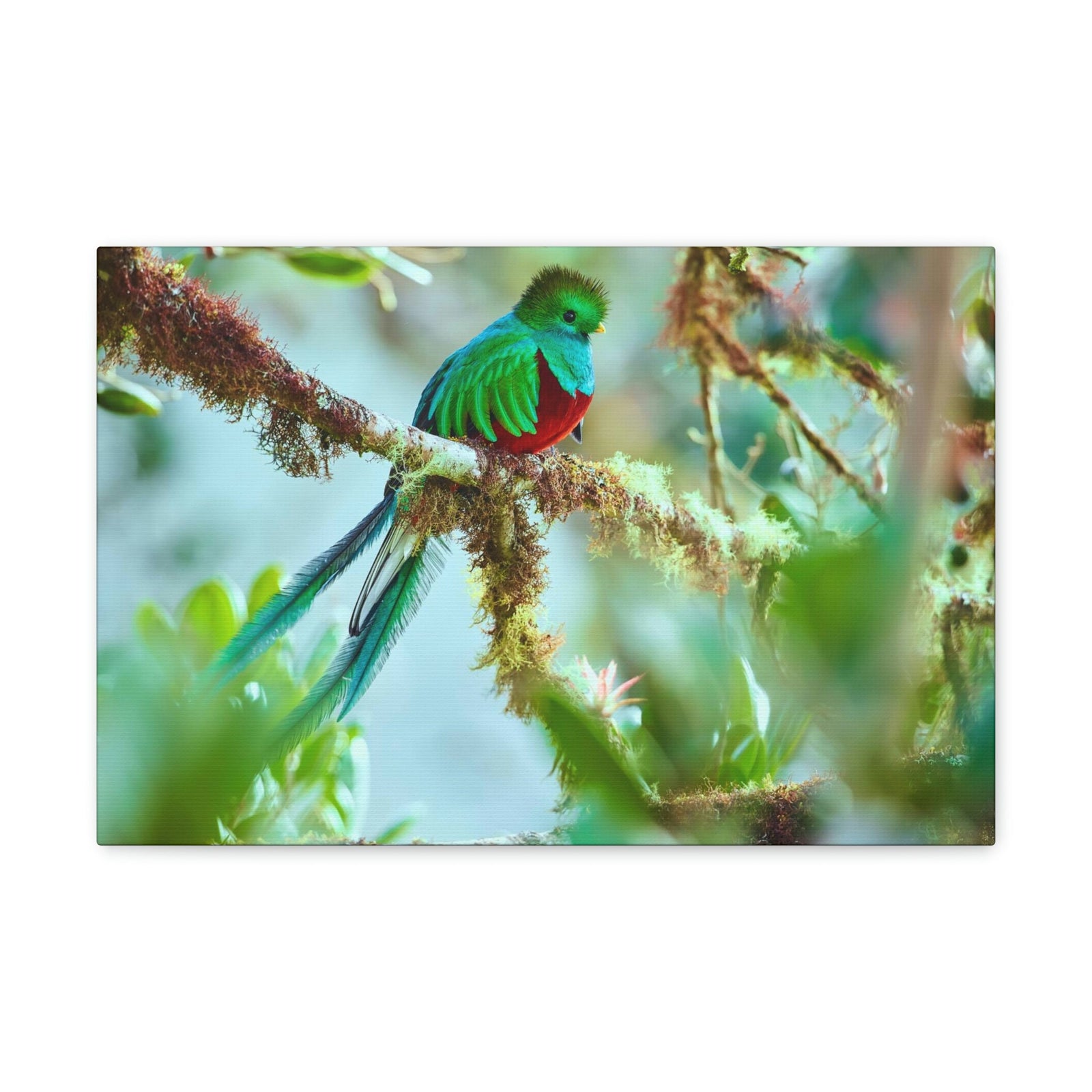 Scripture Walls Quetzal Hunting Quetzal on Hunt Print Animal Wall Art Wildlife Canvas Prints Wall Art Ready to Hang Unframed-Express Your Love Gifts