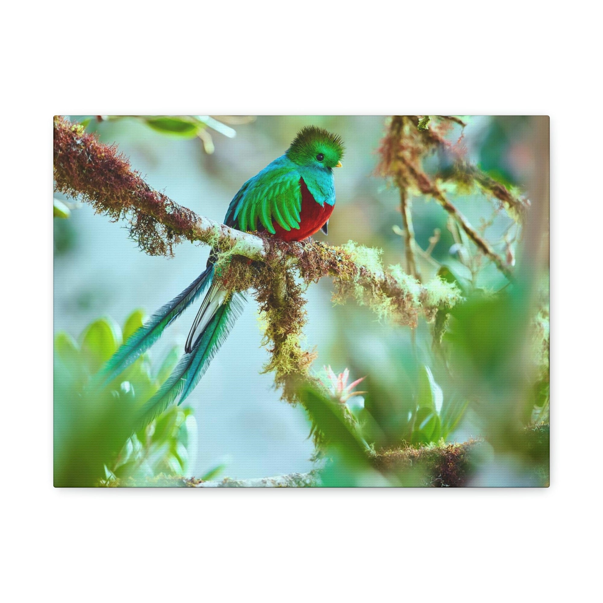 Scripture Walls Quetzal Hunting Quetzal on Hunt Print Animal Wall Art Wildlife Canvas Prints Wall Art Ready to Hang Unframed-Express Your Love Gifts