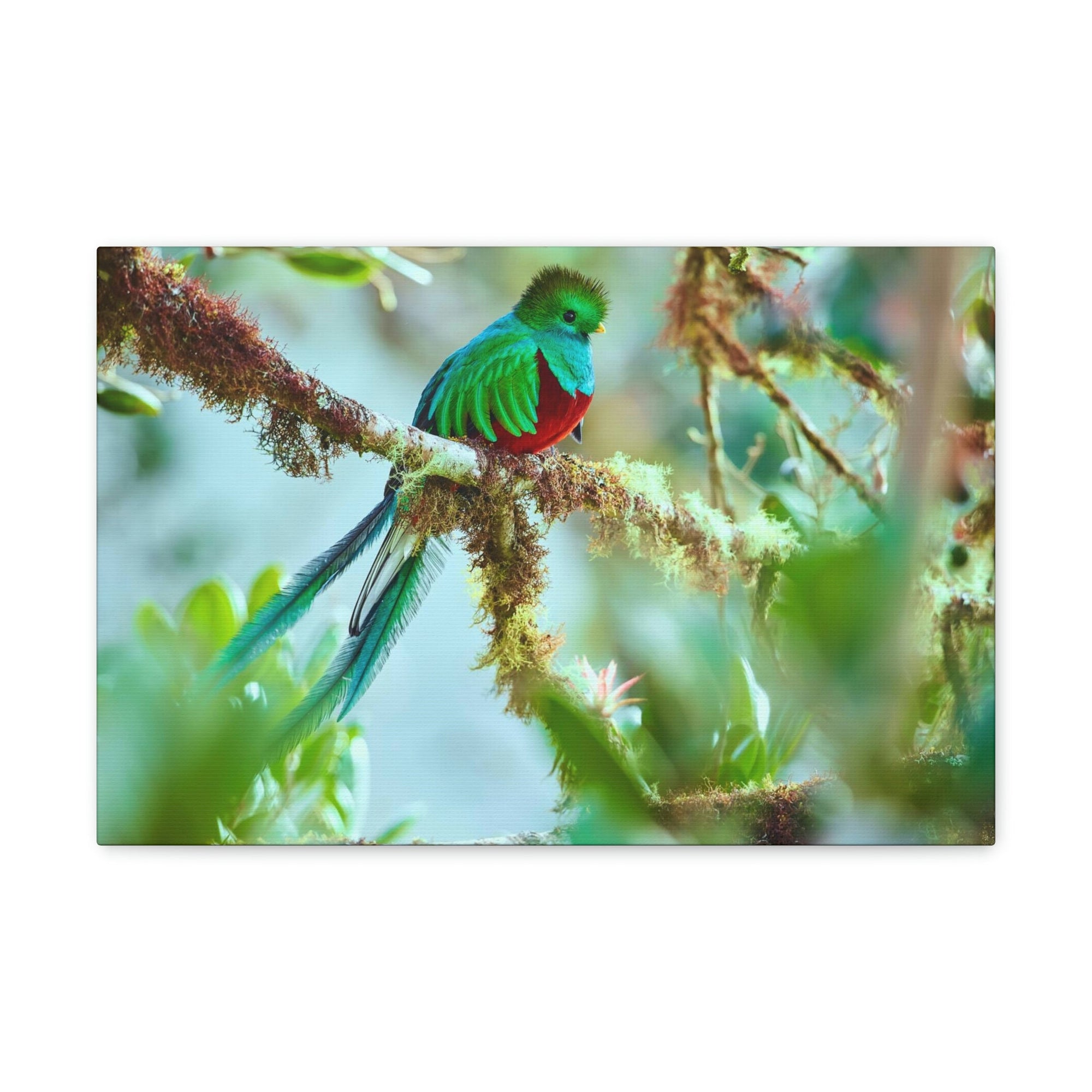 Scripture Walls Quetzal Hunting Quetzal on Hunt Print Animal Wall Art Wildlife Canvas Prints Wall Art Ready to Hang Unframed-Express Your Love Gifts