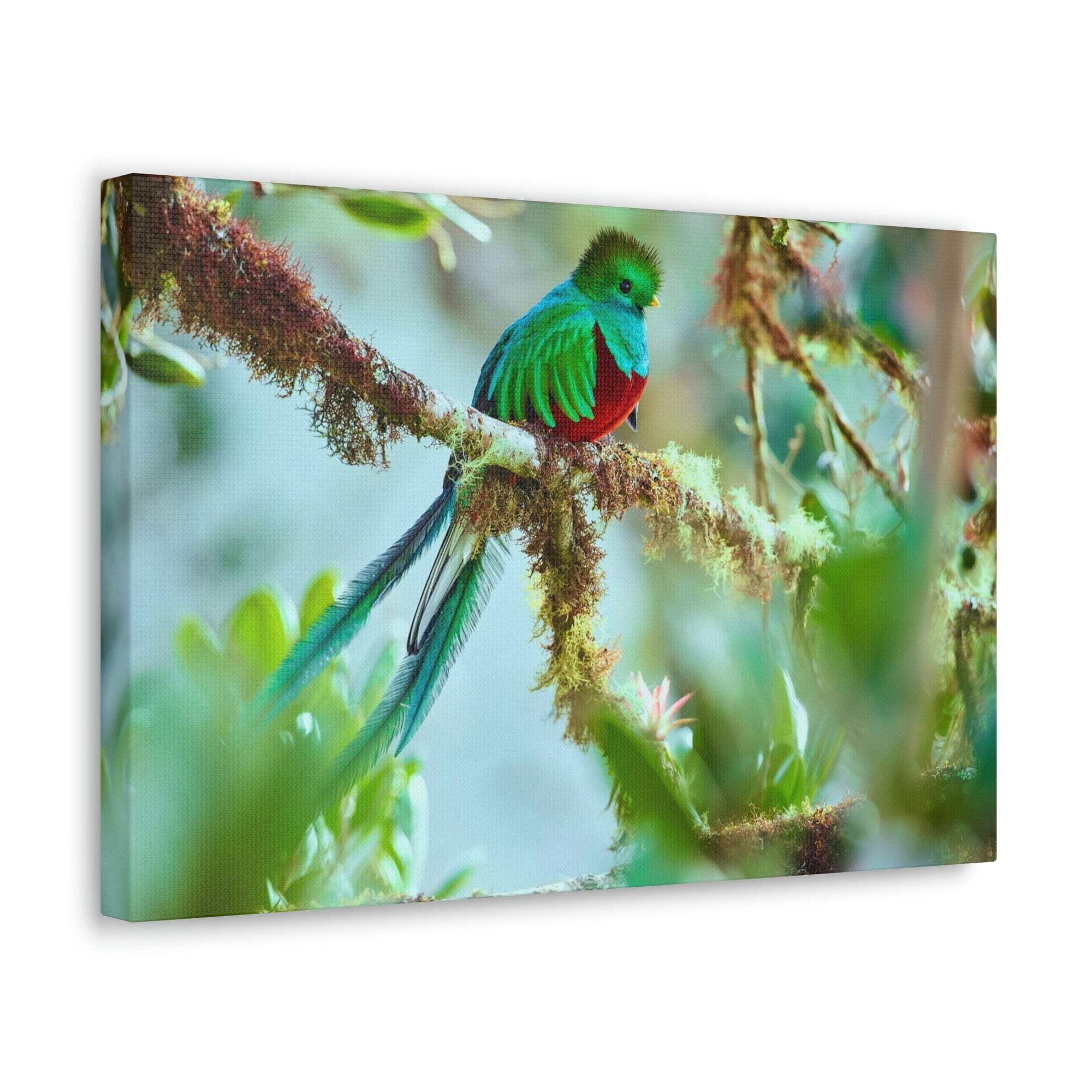 Scripture Walls Quetzal Hunting Quetzal on Hunt Print Animal Wall Art Wildlife Canvas Prints Wall Art Ready to Hang Unframed-Express Your Love Gifts