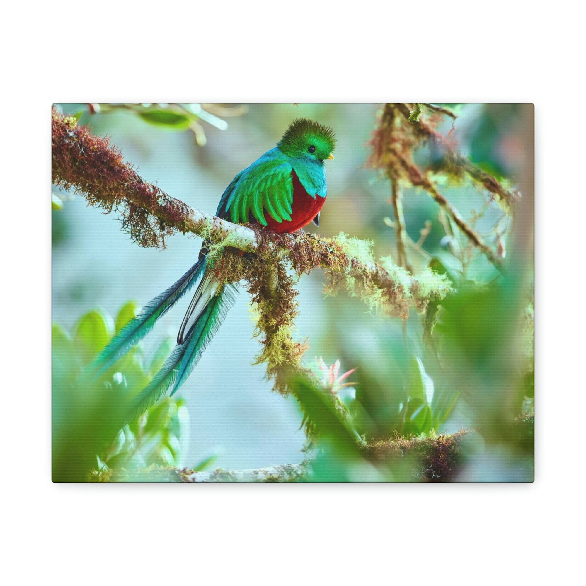 Scripture Walls Quetzal Hunting Quetzal on Hunt Print Animal Wall Art Wildlife Canvas Prints Wall Art Ready to Hang Unframed-Express Your Love Gifts