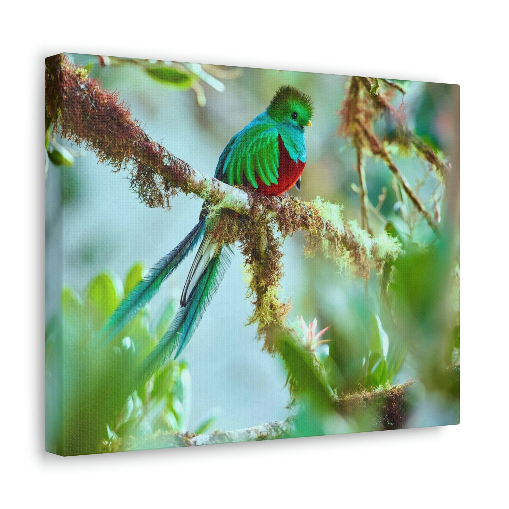 Scripture Walls Quetzal Hunting Quetzal on Hunt Print Animal Wall Art Wildlife Canvas Prints Wall Art Ready to Hang Unframed-Express Your Love Gifts