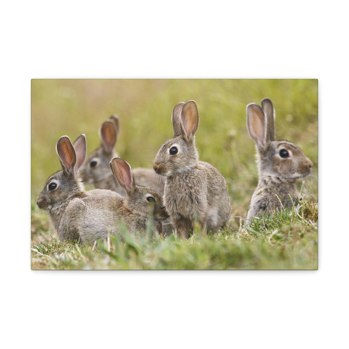 Scripture Walls Rabbit Group Rabbit Troop Print Animal Wall Art Wildlife Canvas Prints Wall Art Ready to Hang Unframed-Express Your Love Gifts