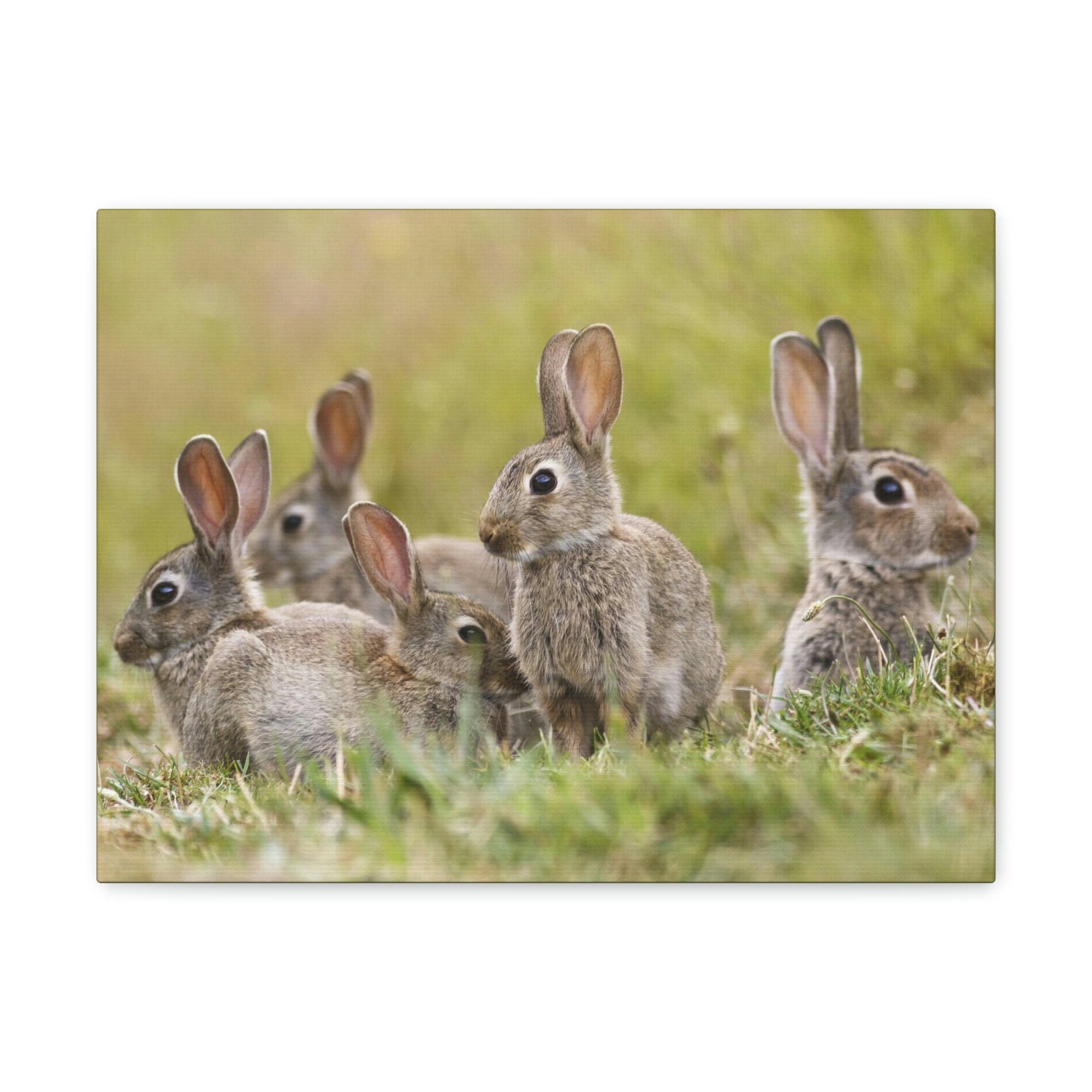 Scripture Walls Rabbit Group Rabbit Troop Print Animal Wall Art Wildlife Canvas Prints Wall Art Ready to Hang Unframed-Express Your Love Gifts