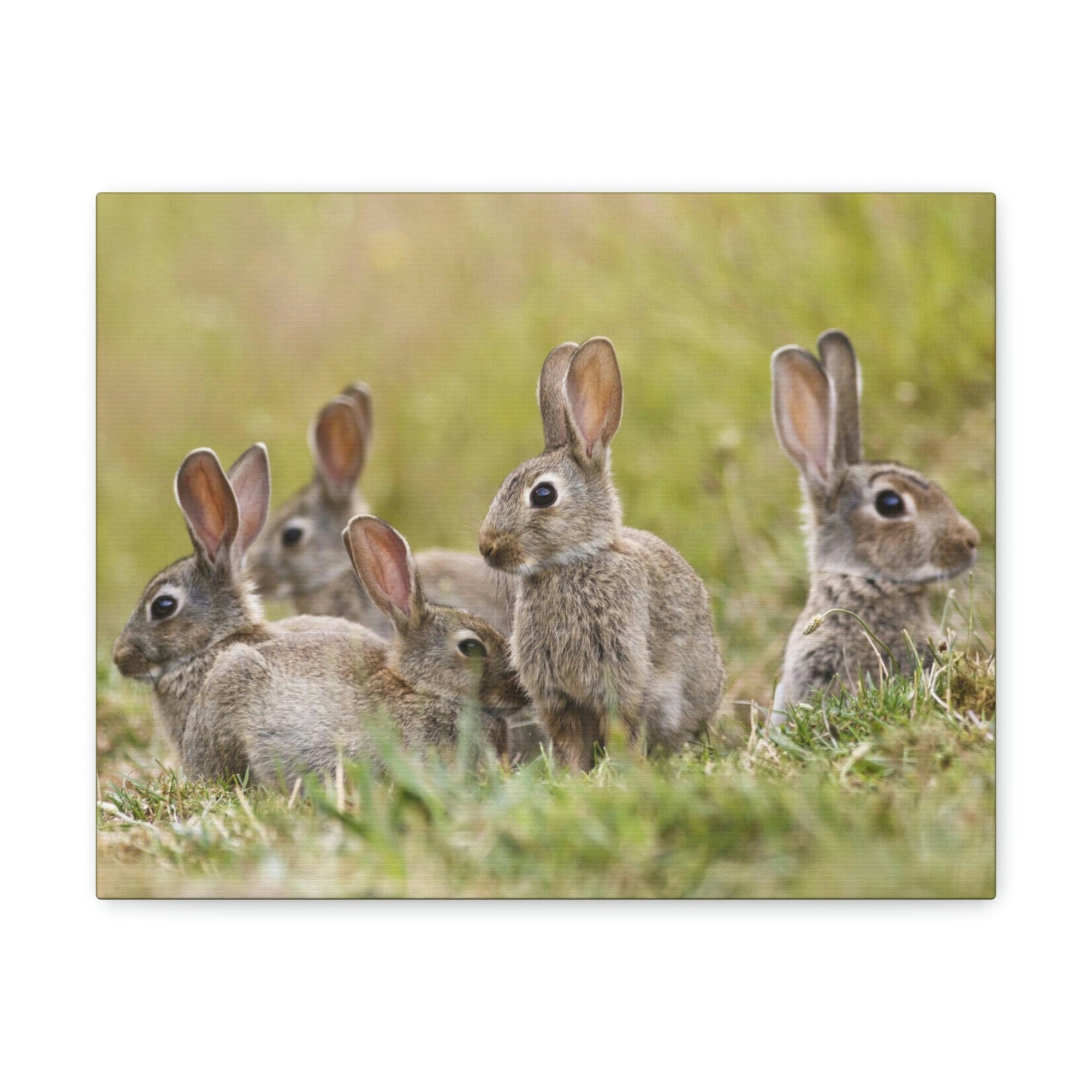 Scripture Walls Rabbit Group Rabbit Troop Print Animal Wall Art Wildlife Canvas Prints Wall Art Ready to Hang Unframed-Express Your Love Gifts