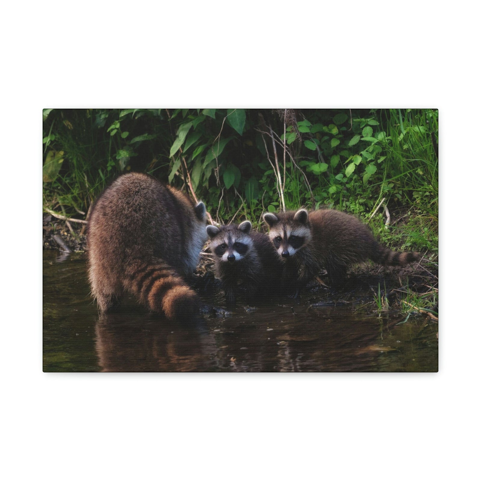 Scripture Walls Raccoon Group Raccoon Troop Print Animal Wall Art Wildlife Canvas Prints Wall Art Ready to Hang Unframed-Express Your Love Gifts