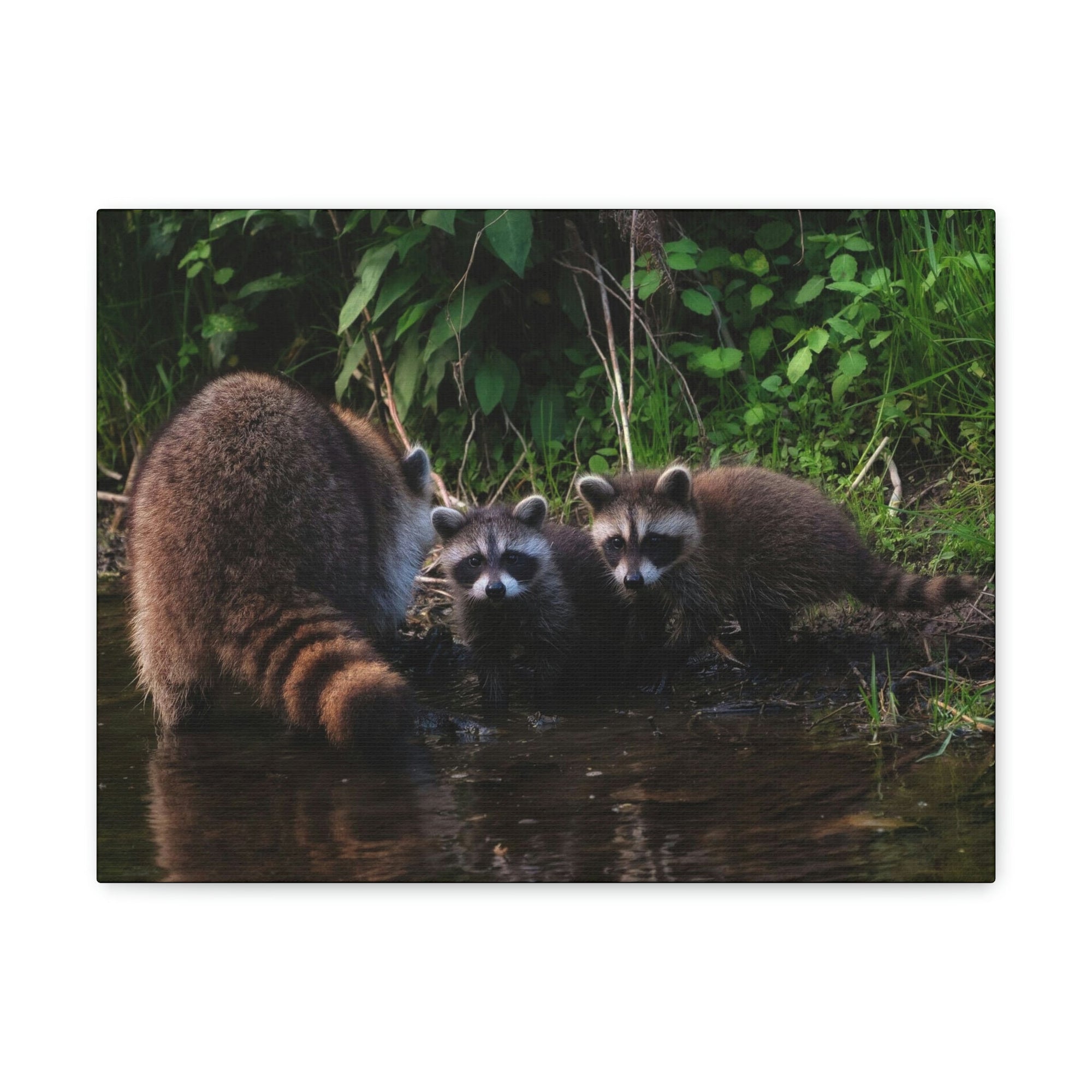 Scripture Walls Raccoon Group Raccoon Troop Print Animal Wall Art Wildlife Canvas Prints Wall Art Ready to Hang Unframed-Express Your Love Gifts