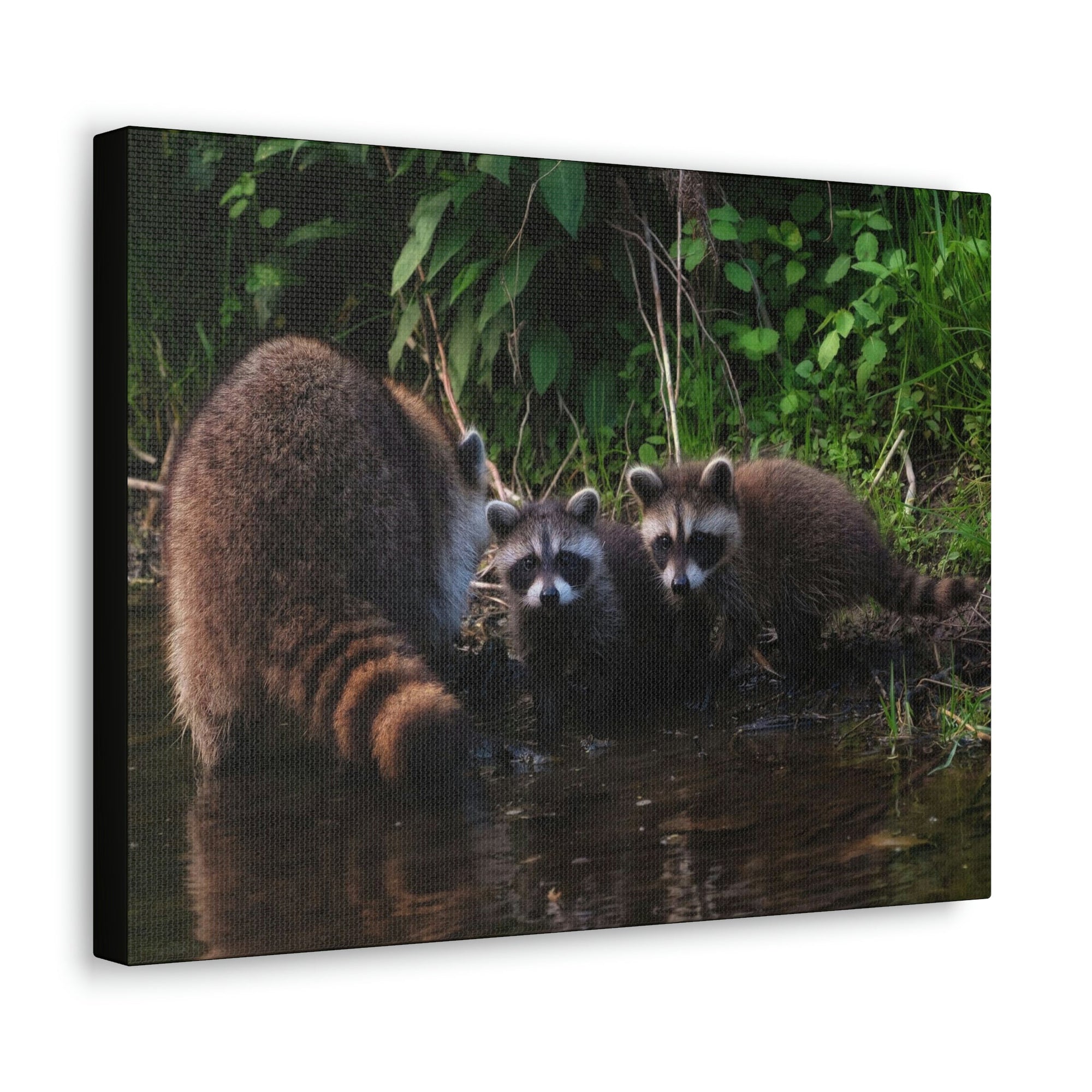 Scripture Walls Raccoon Group Raccoon Troop Print Animal Wall Art Wildlife Canvas Prints Wall Art Ready to Hang Unframed-Express Your Love Gifts