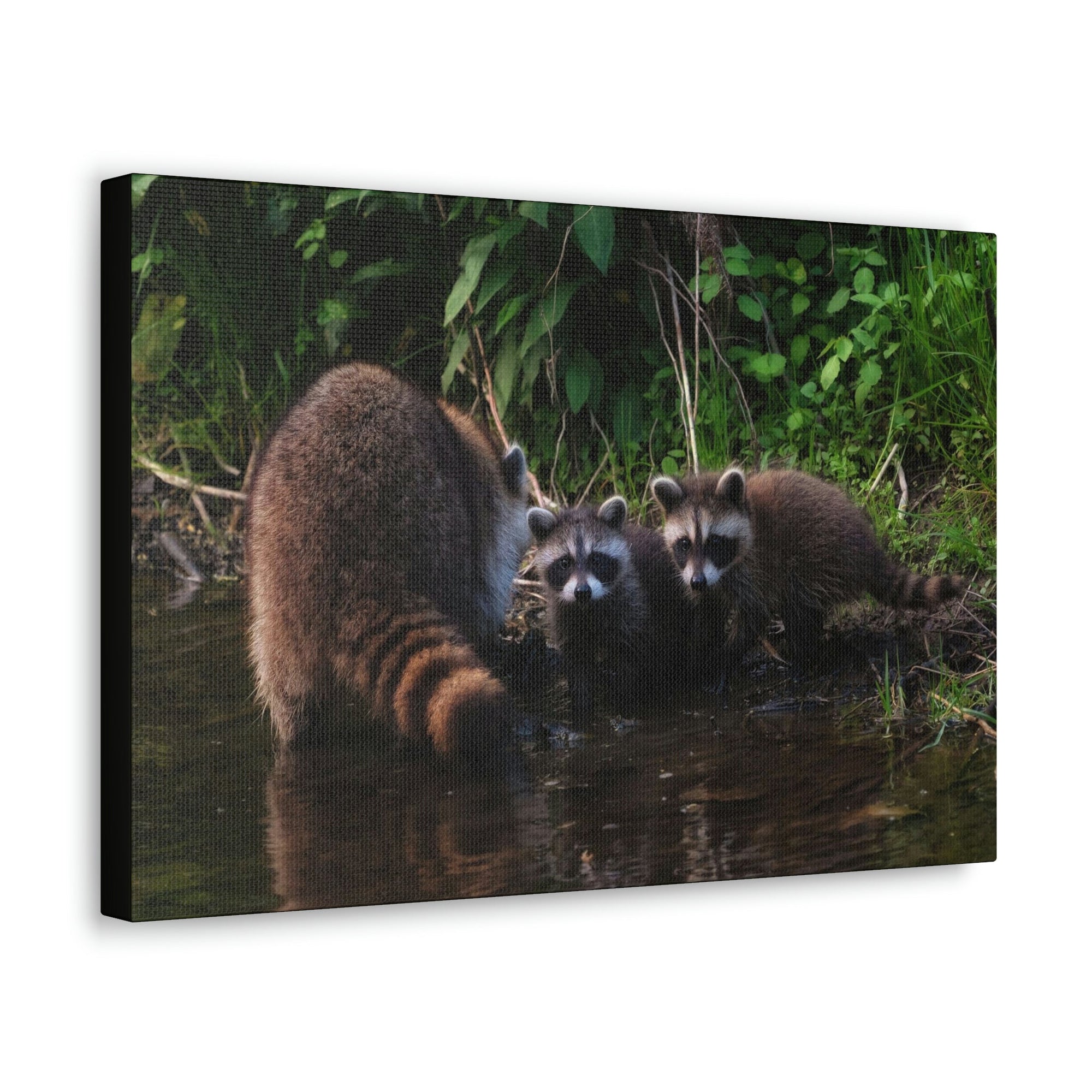 Scripture Walls Raccoon Group Raccoon Troop Print Animal Wall Art Wildlife Canvas Prints Wall Art Ready to Hang Unframed-Express Your Love Gifts