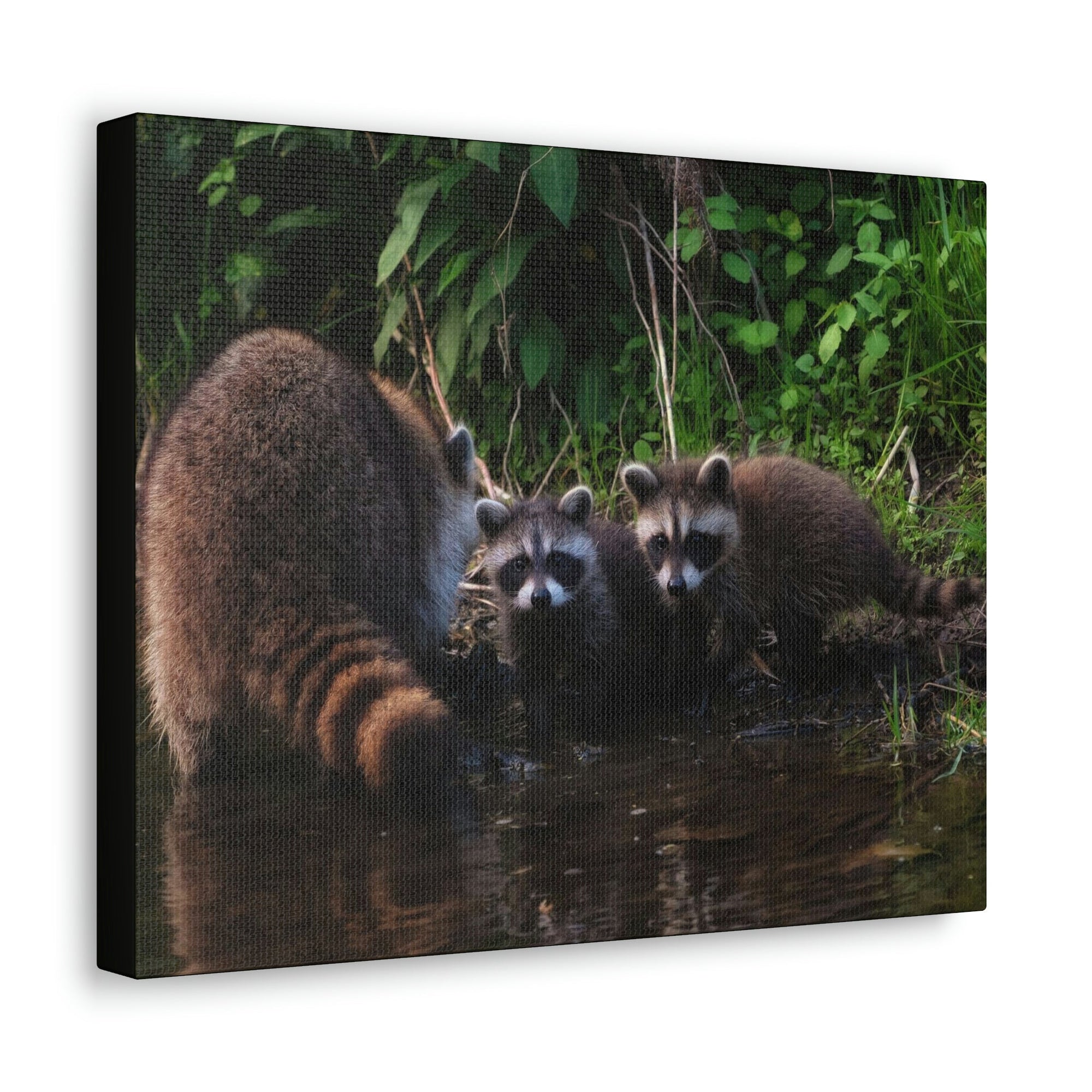 Scripture Walls Raccoon Group Raccoon Troop Print Animal Wall Art Wildlife Canvas Prints Wall Art Ready to Hang Unframed-Express Your Love Gifts