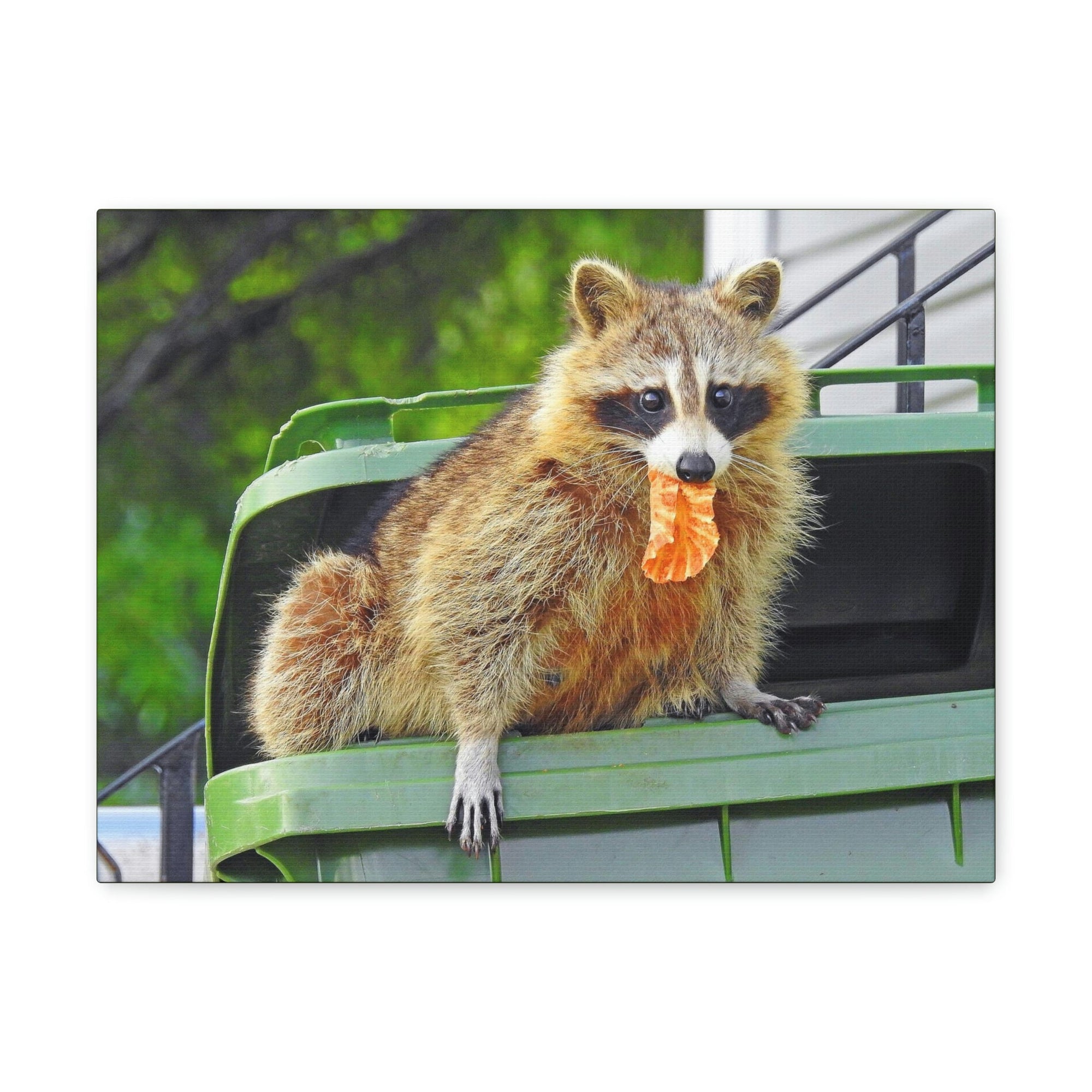 Scripture Walls Raccoon Hunting Raccoon on Hunt Print Animal Wall Art Wildlife Canvas Prints Wall Art Ready to Hang Unframed-Express Your Love Gifts