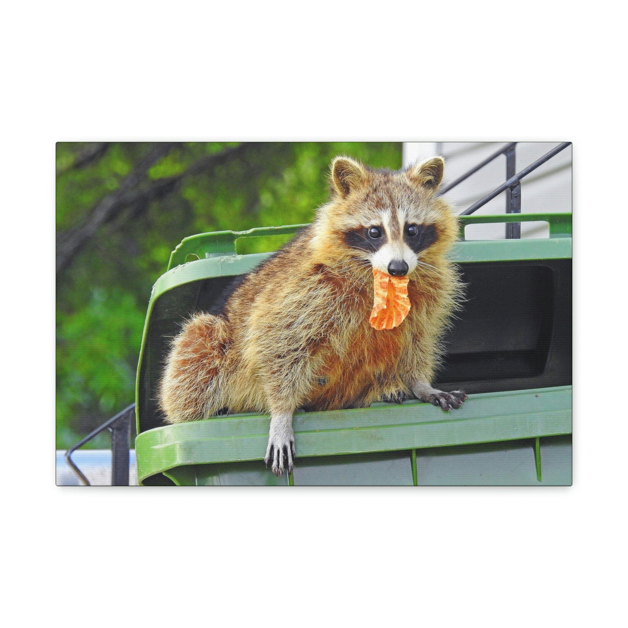 Scripture Walls Raccoon Hunting Raccoon on Hunt Print Animal Wall Art Wildlife Canvas Prints Wall Art Ready to Hang Unframed-Express Your Love Gifts