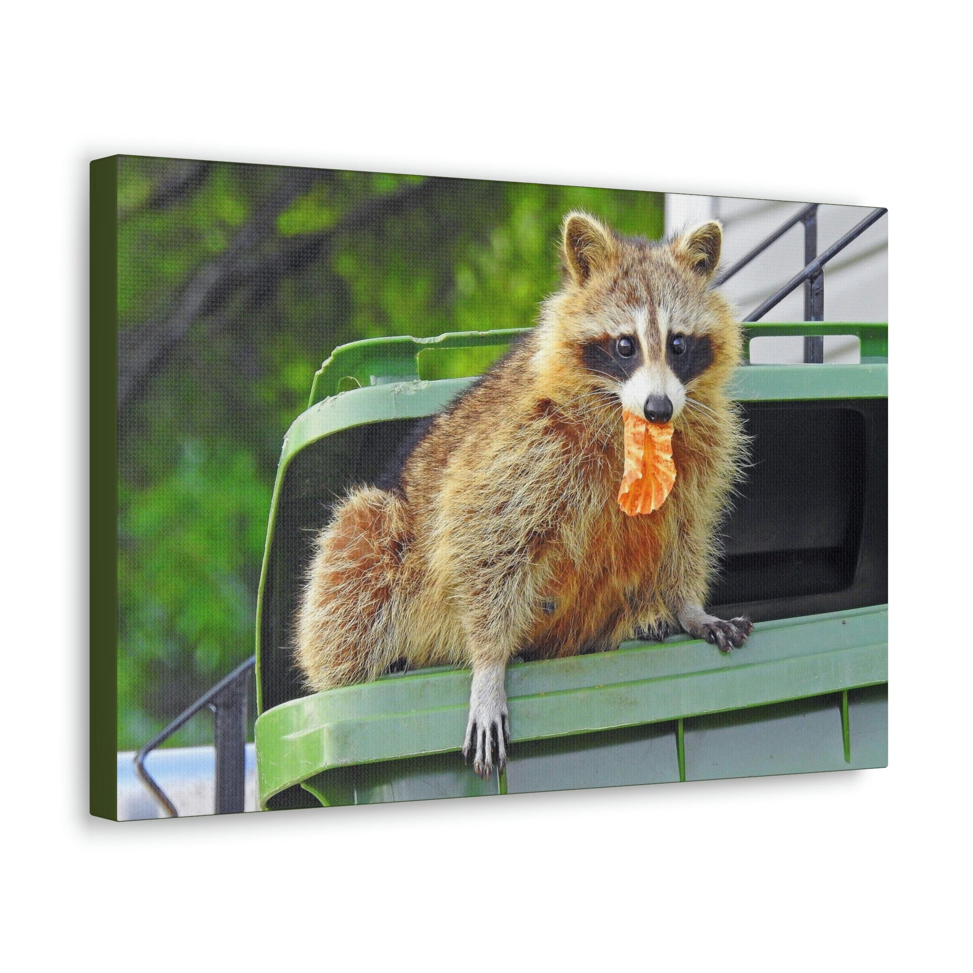 Scripture Walls Raccoon Hunting Raccoon on Hunt Print Animal Wall Art Wildlife Canvas Prints Wall Art Ready to Hang Unframed-Express Your Love Gifts