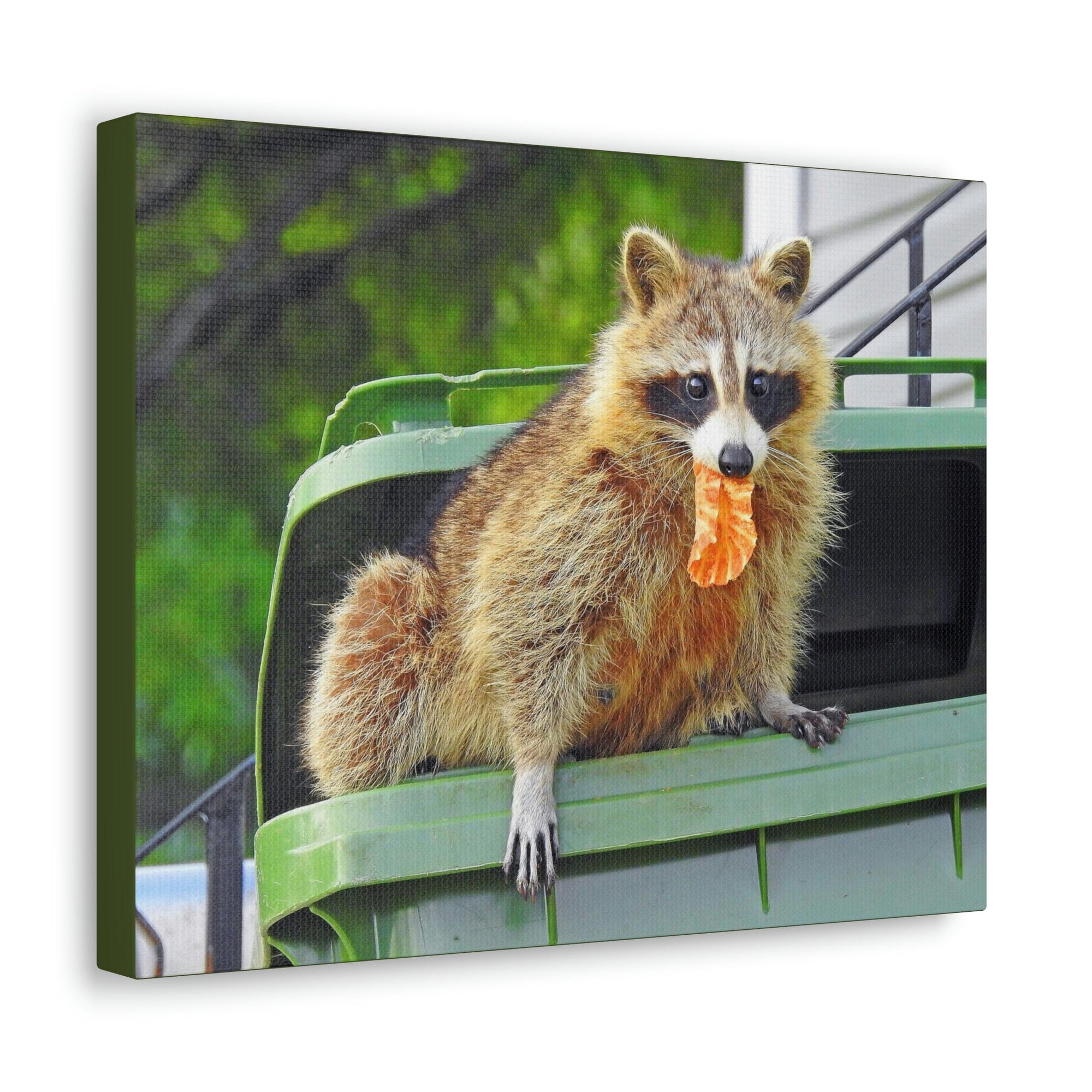 Scripture Walls Raccoon Hunting Raccoon on Hunt Print Animal Wall Art Wildlife Canvas Prints Wall Art Ready to Hang Unframed-Express Your Love Gifts