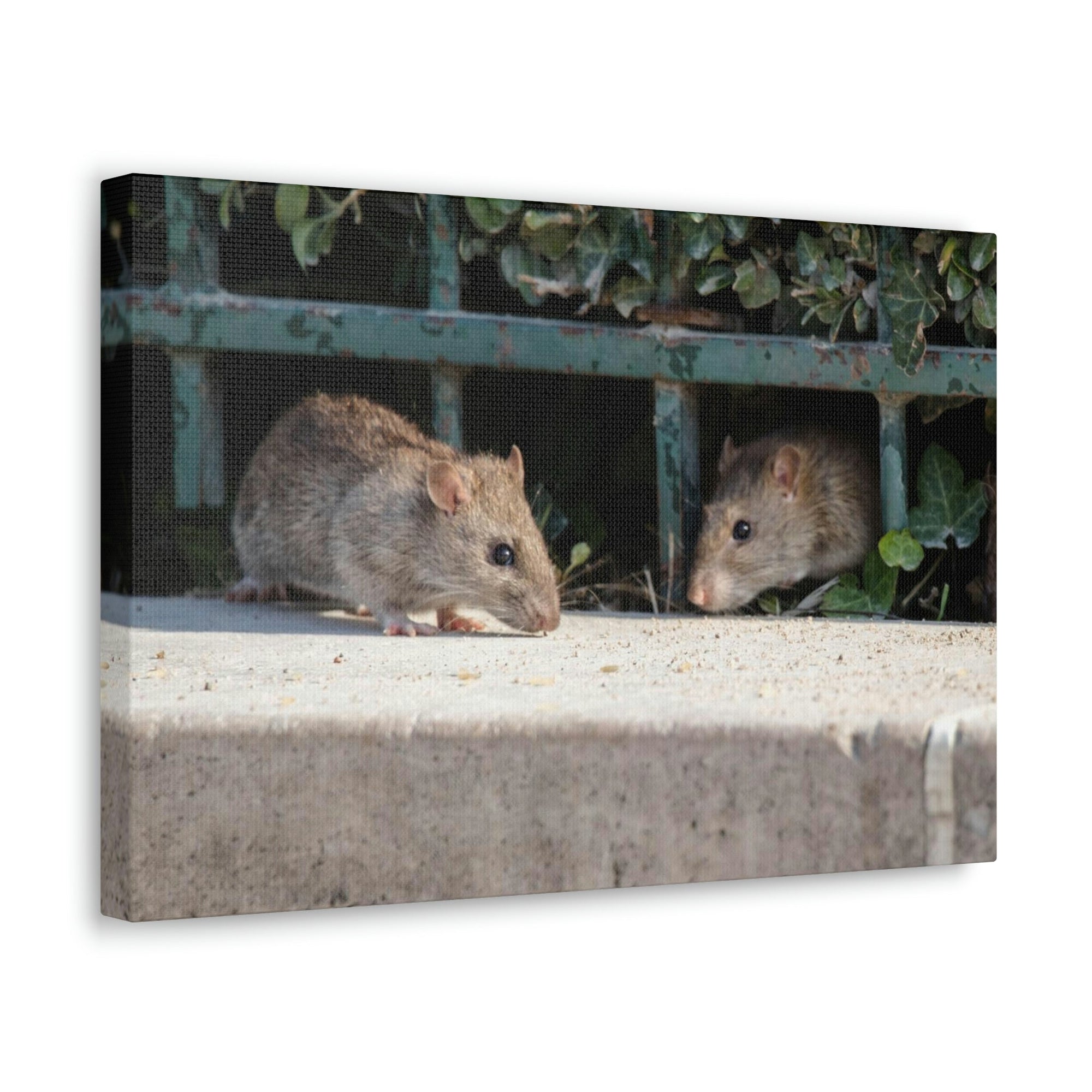 Scripture Walls Rat Couple Rat Couple Print Animal Wall Art Wildlife Canvas Prints Wall Art Ready to Hang Unframed-Express Your Love Gifts