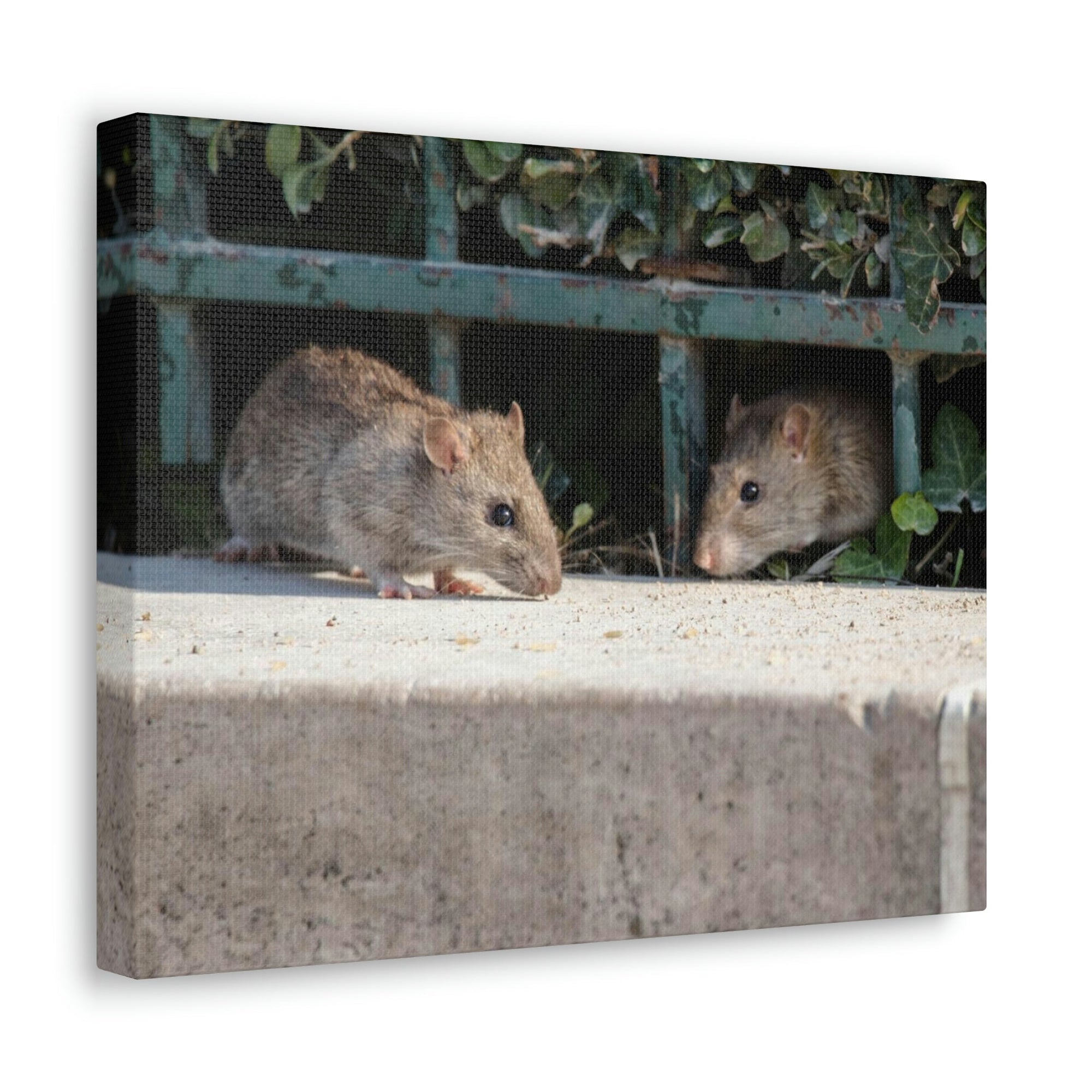 Scripture Walls Rat Couple Rat Couple Print Animal Wall Art Wildlife Canvas Prints Wall Art Ready to Hang Unframed-Express Your Love Gifts